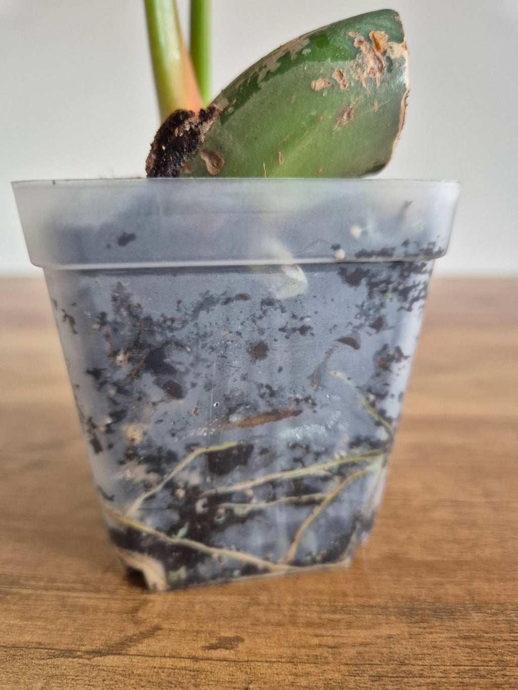 Philodendron McDowell #1