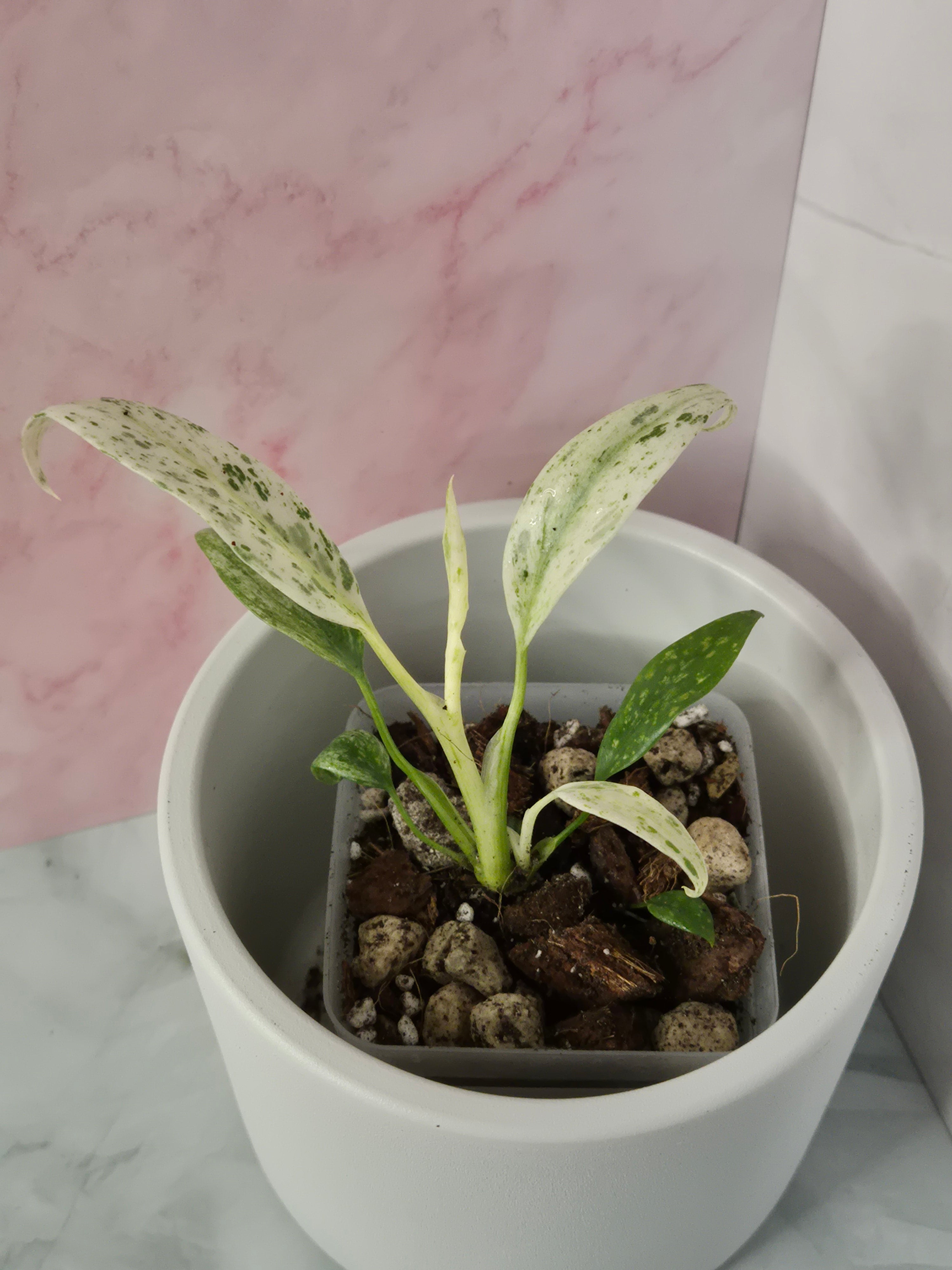 Rhaphidophora Puberula Variegata #20