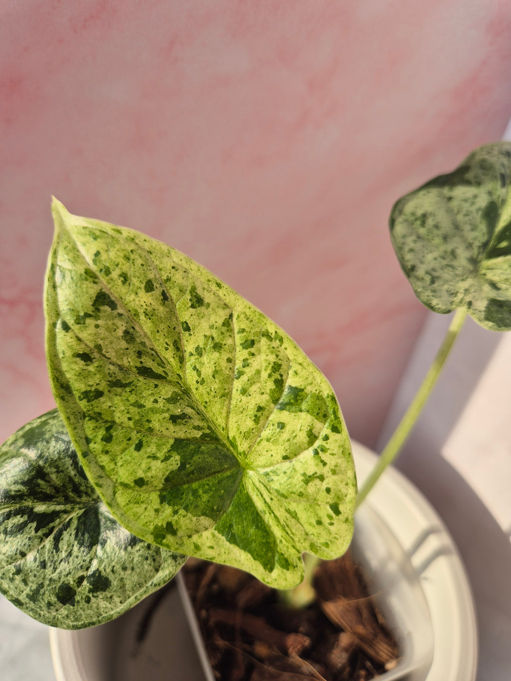 Alocasia Dragon Scale munt #5