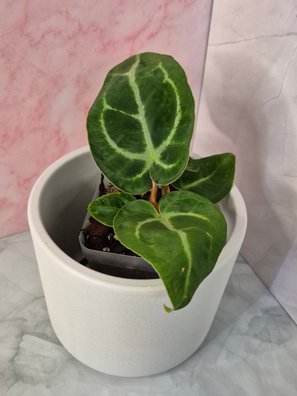 Anthurium Crystallinum x Magnificum #2