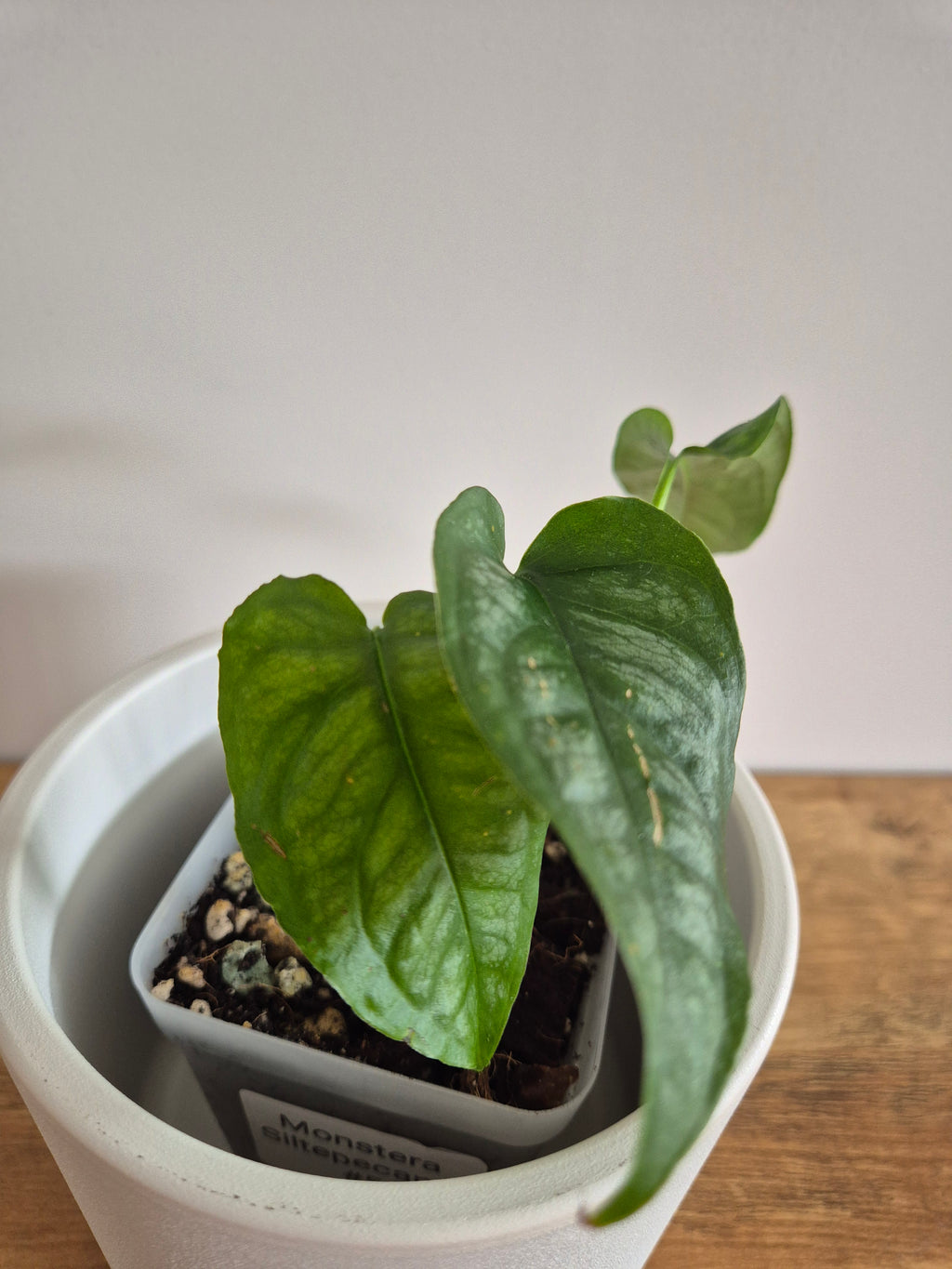 Monstera Siltepecana #5