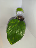 Epipremnum aureum #9