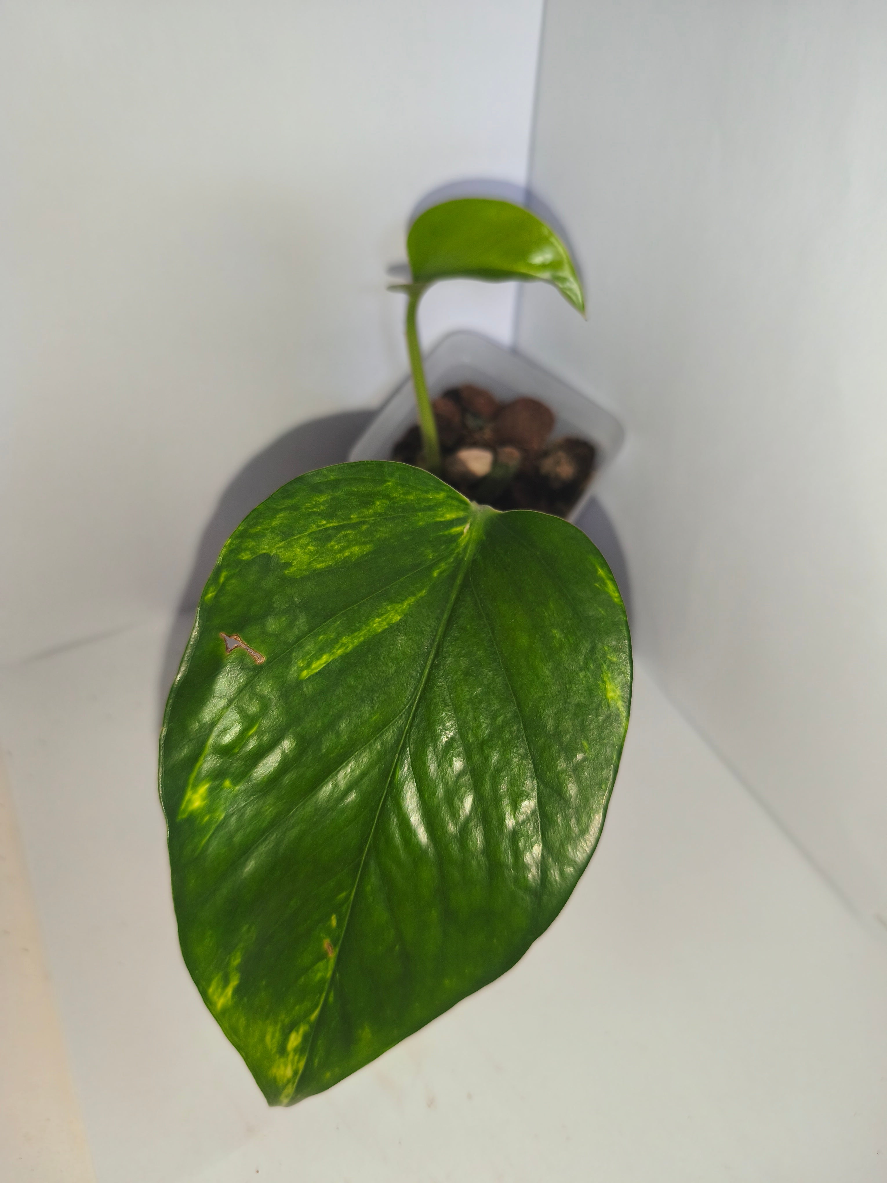 Epipremnum aureum #9