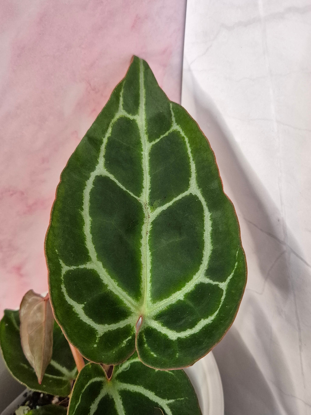 Anthurium Crystallinum x Magnificum #5