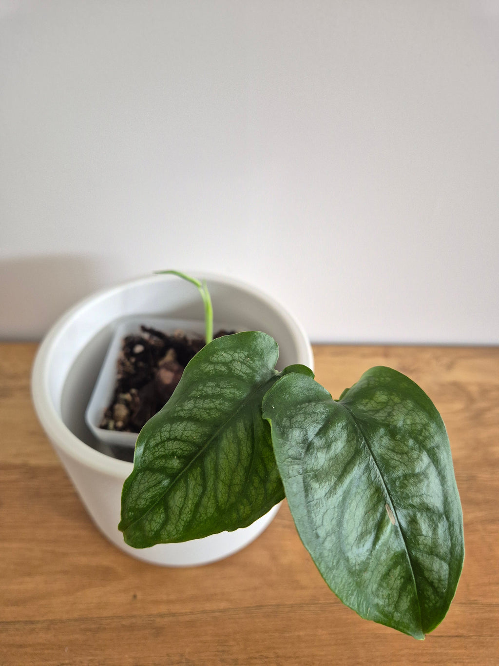 Monstera Siltepecana #4