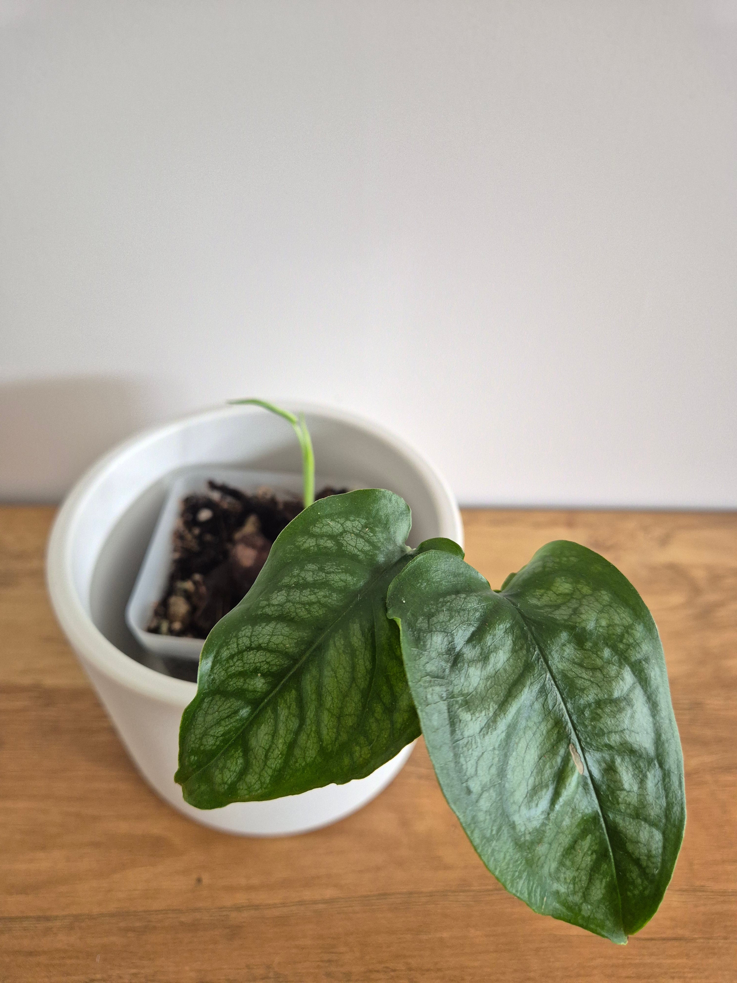 Monstera Siltepecana #4