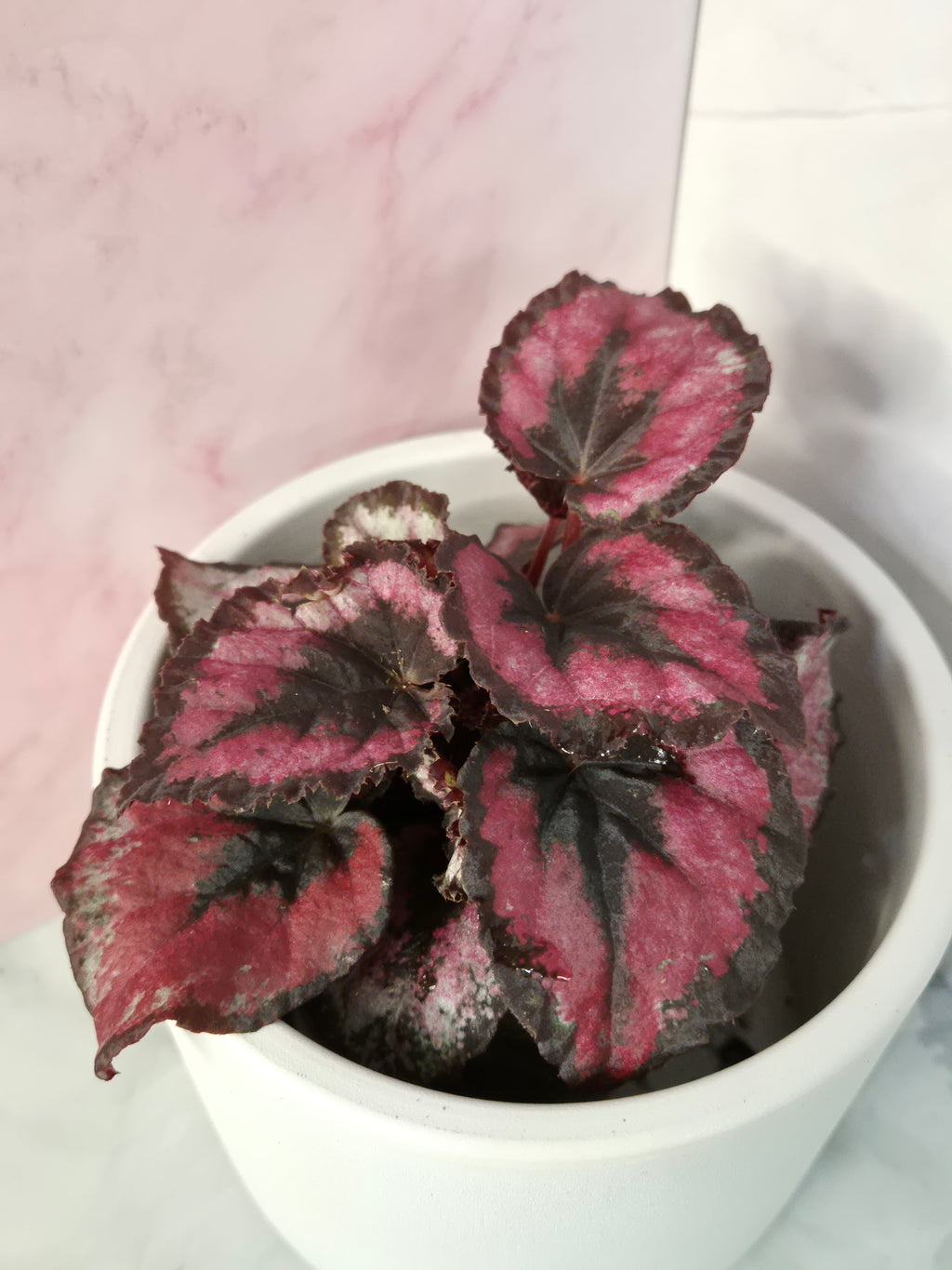 Begonia Red Heart #12