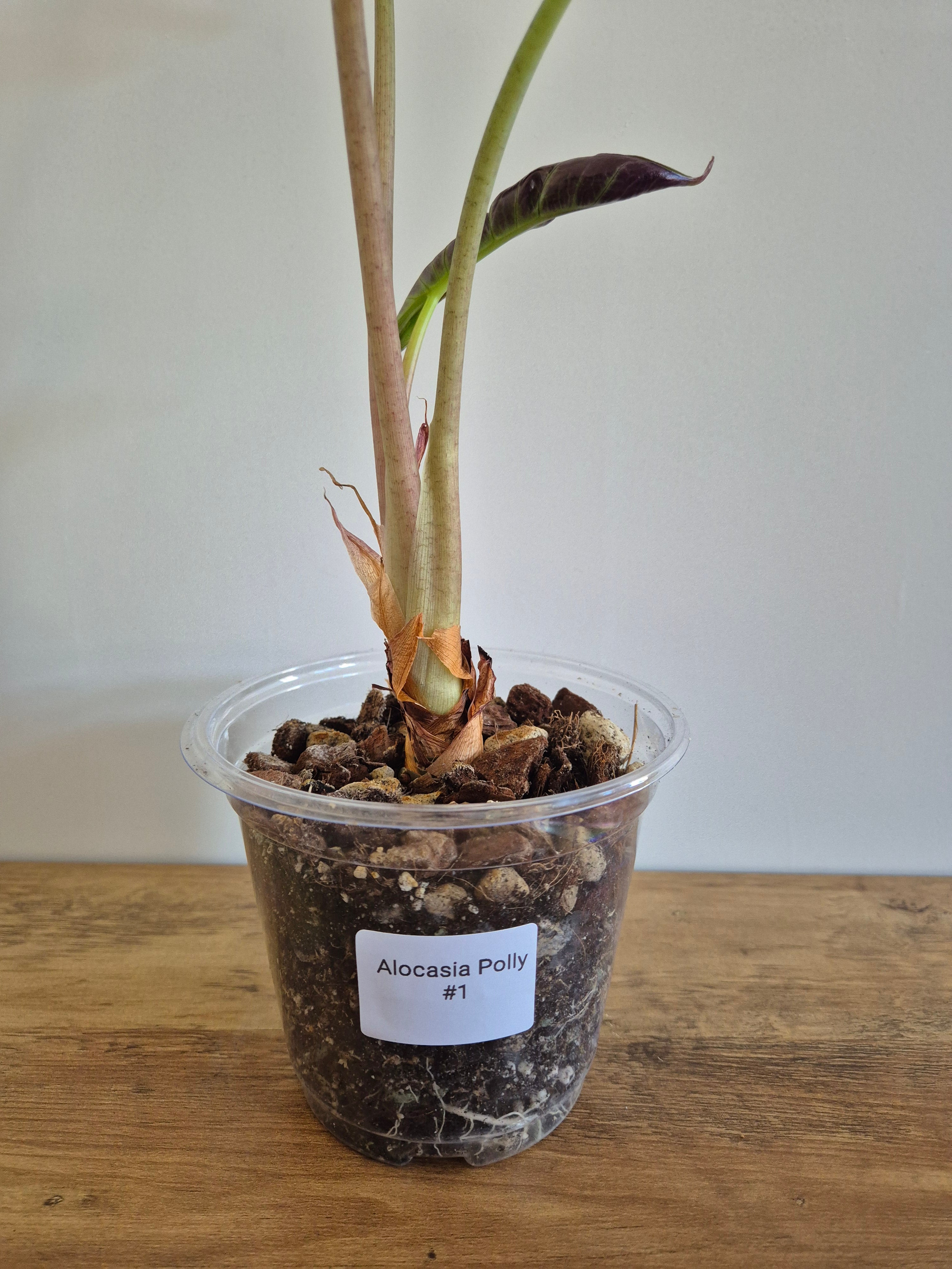 Alocasia Polly #1