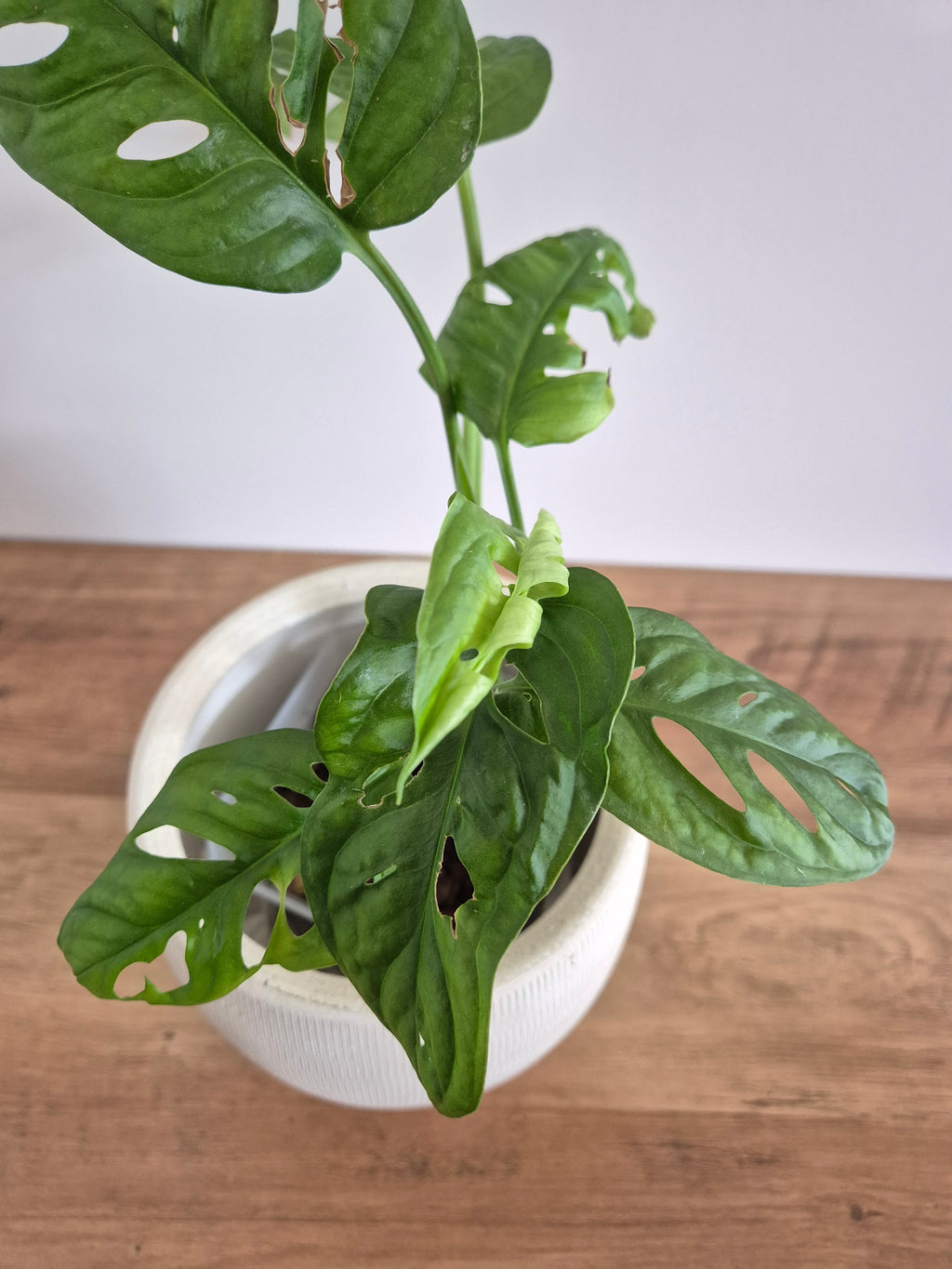 Monstera Adansonii #4