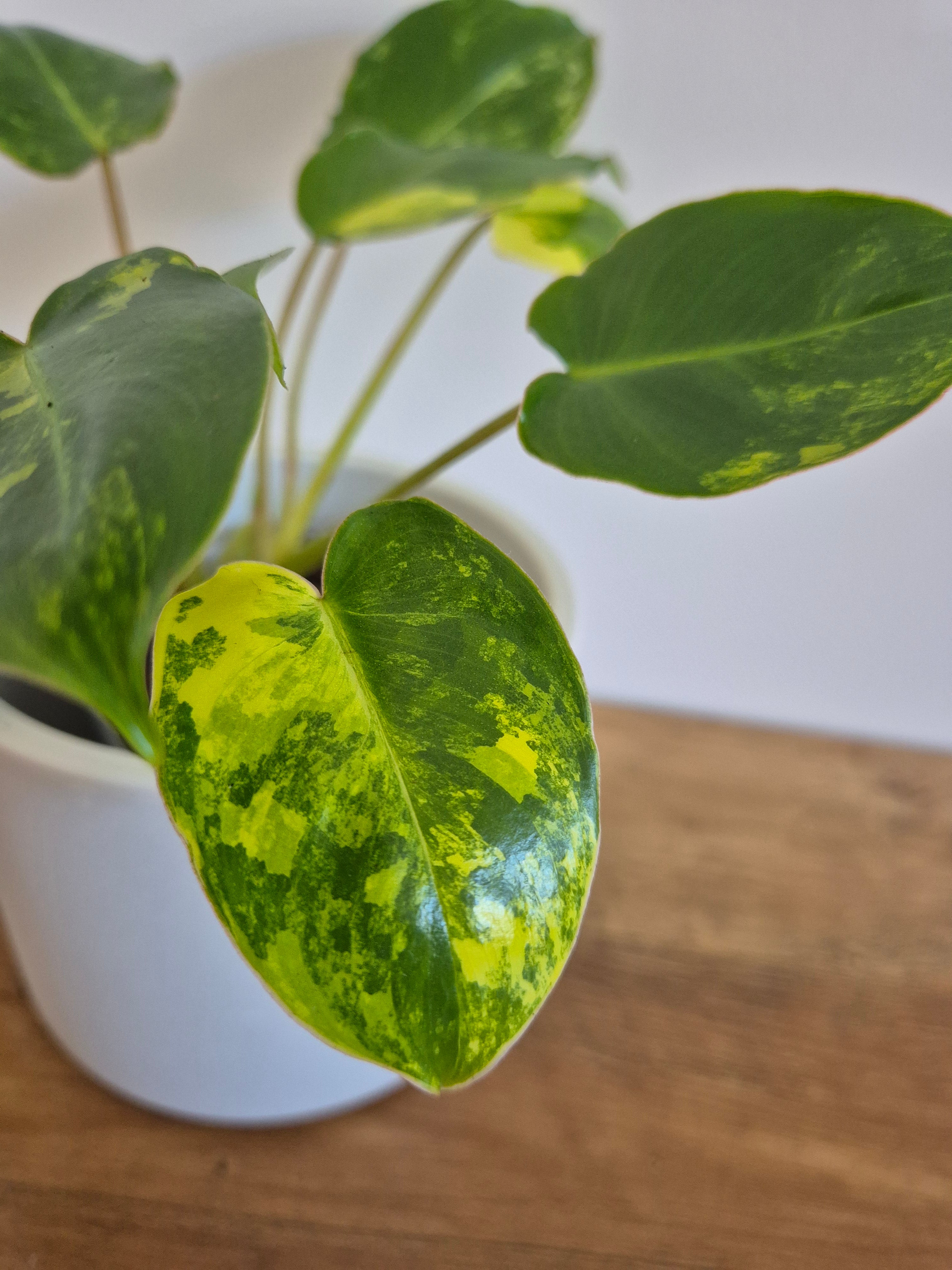 Philodendron Burle-Marxii Variegated #1