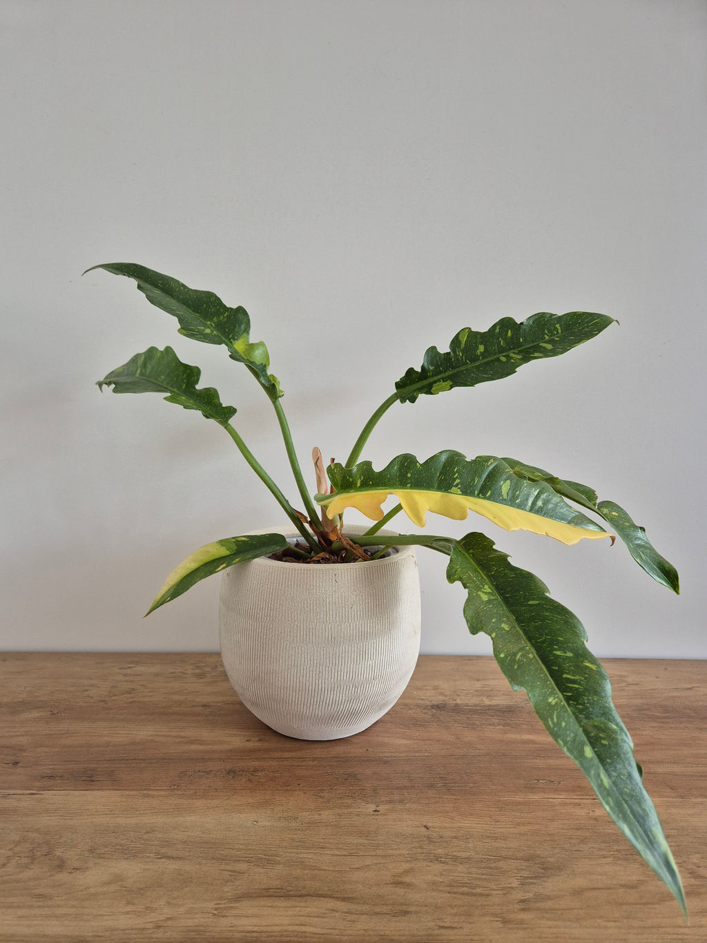 Philodendron Ring of Fire #1