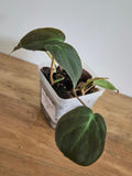 Philodendron Micans #2