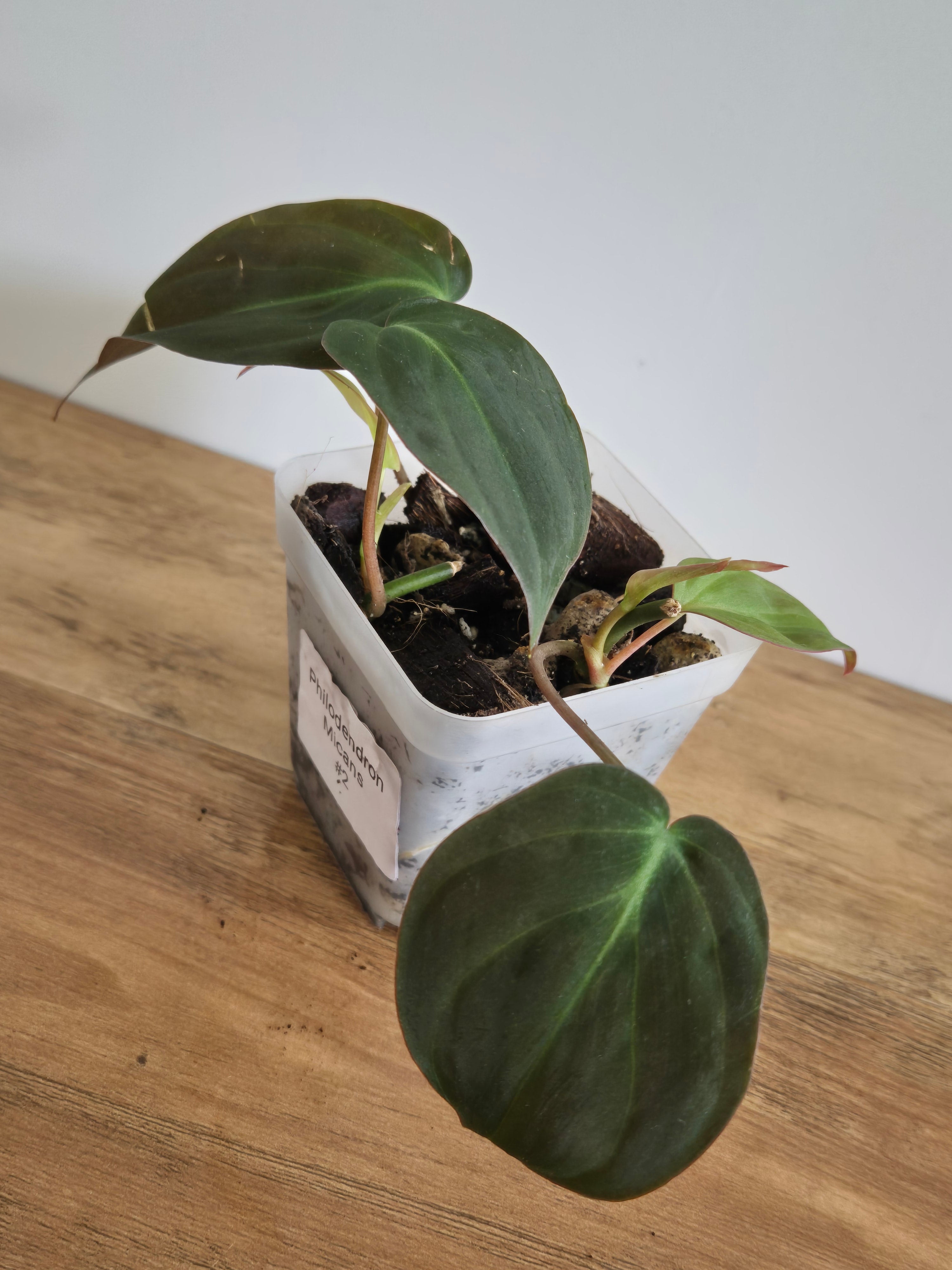 Philodendron Micans #2