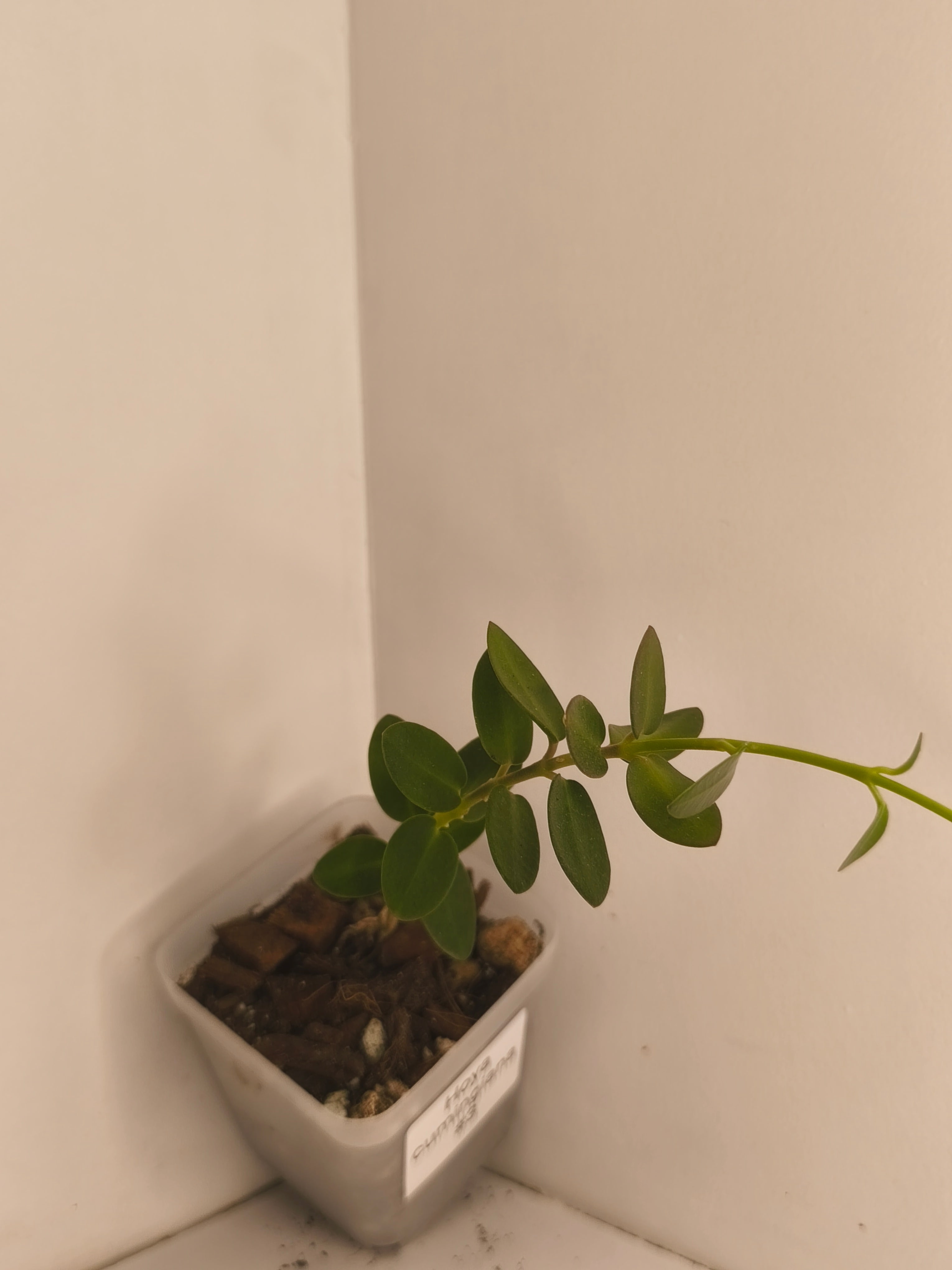 Hoya Cumingiana #3