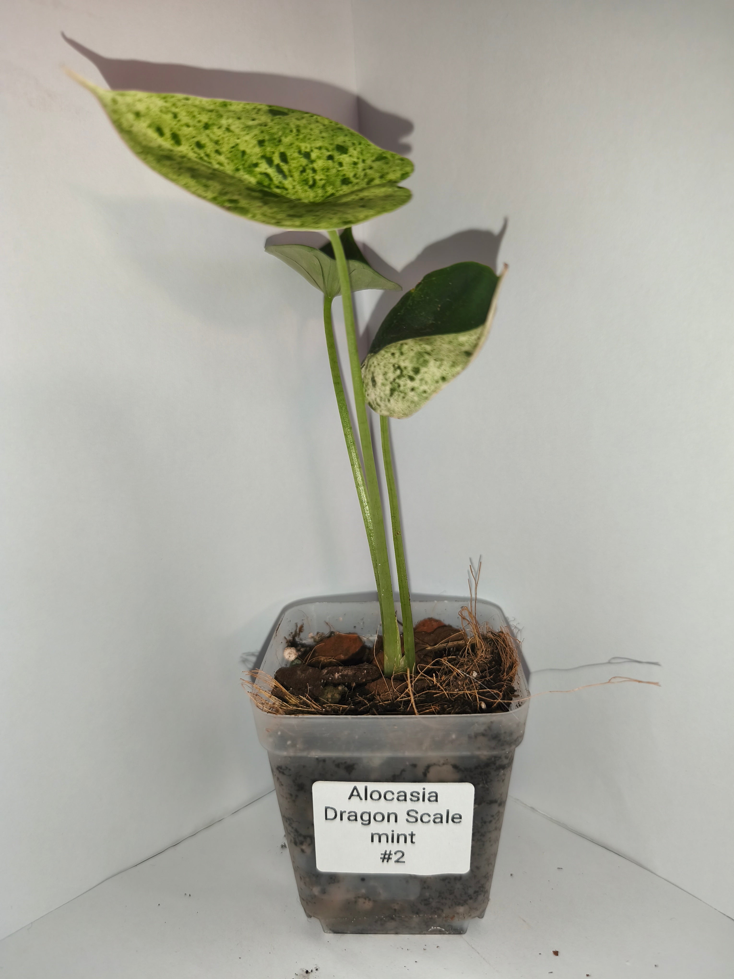 Alocasia Dragon Scale mint #2