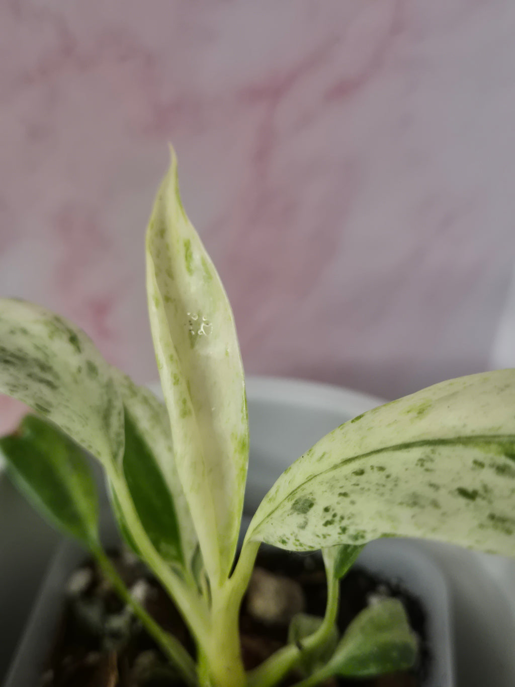 Rhaphidophora Puberula Variegata #5