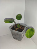 Pilea Peperomioides Mojito #1
