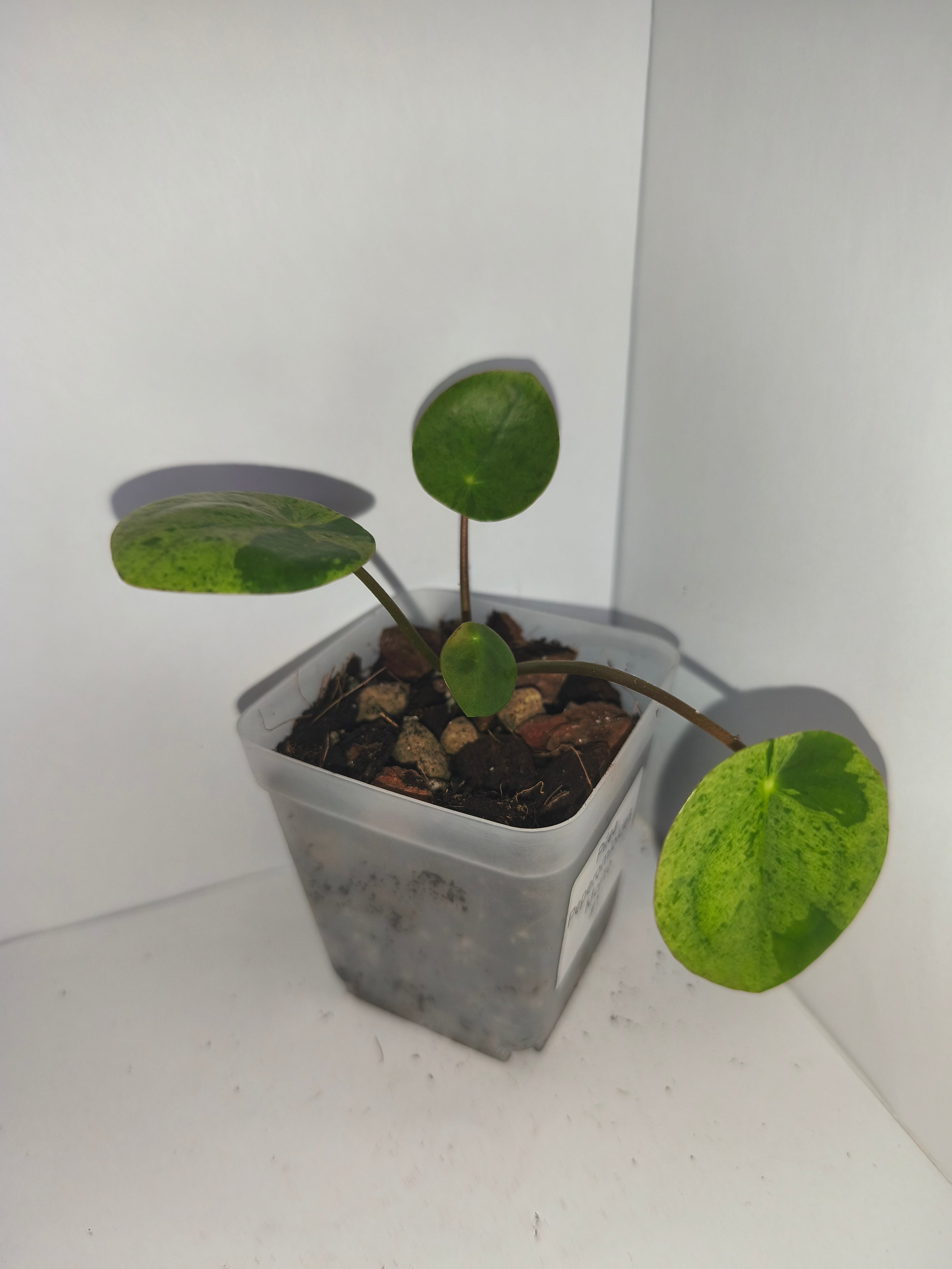 Pilea Peperomioides Mojito #1