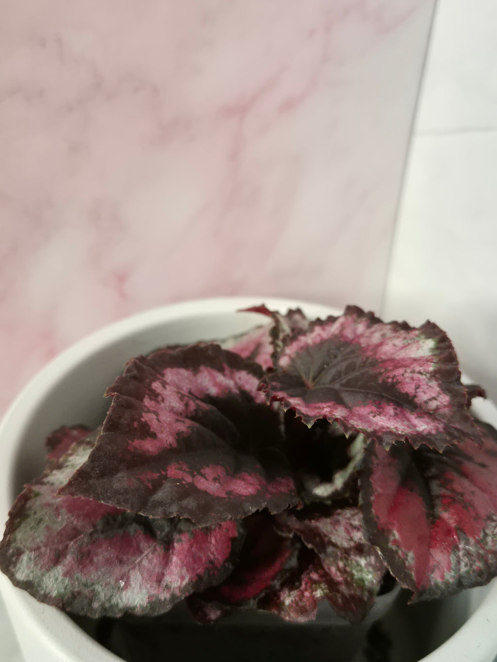Begonia Red Heart #11