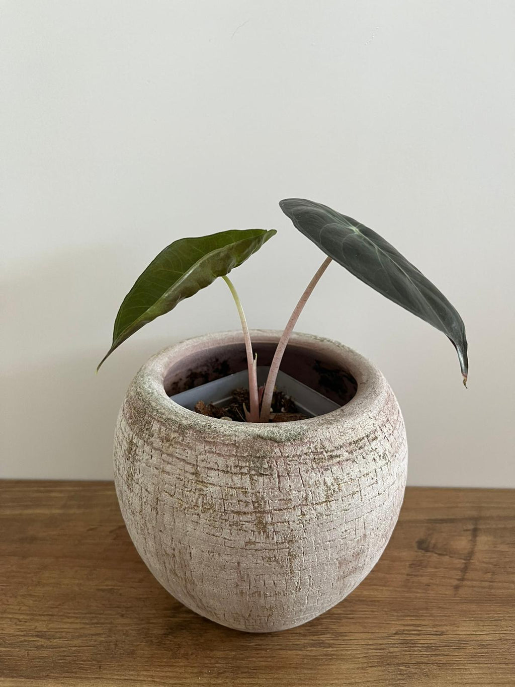 Alocasia Pink Dragon #6