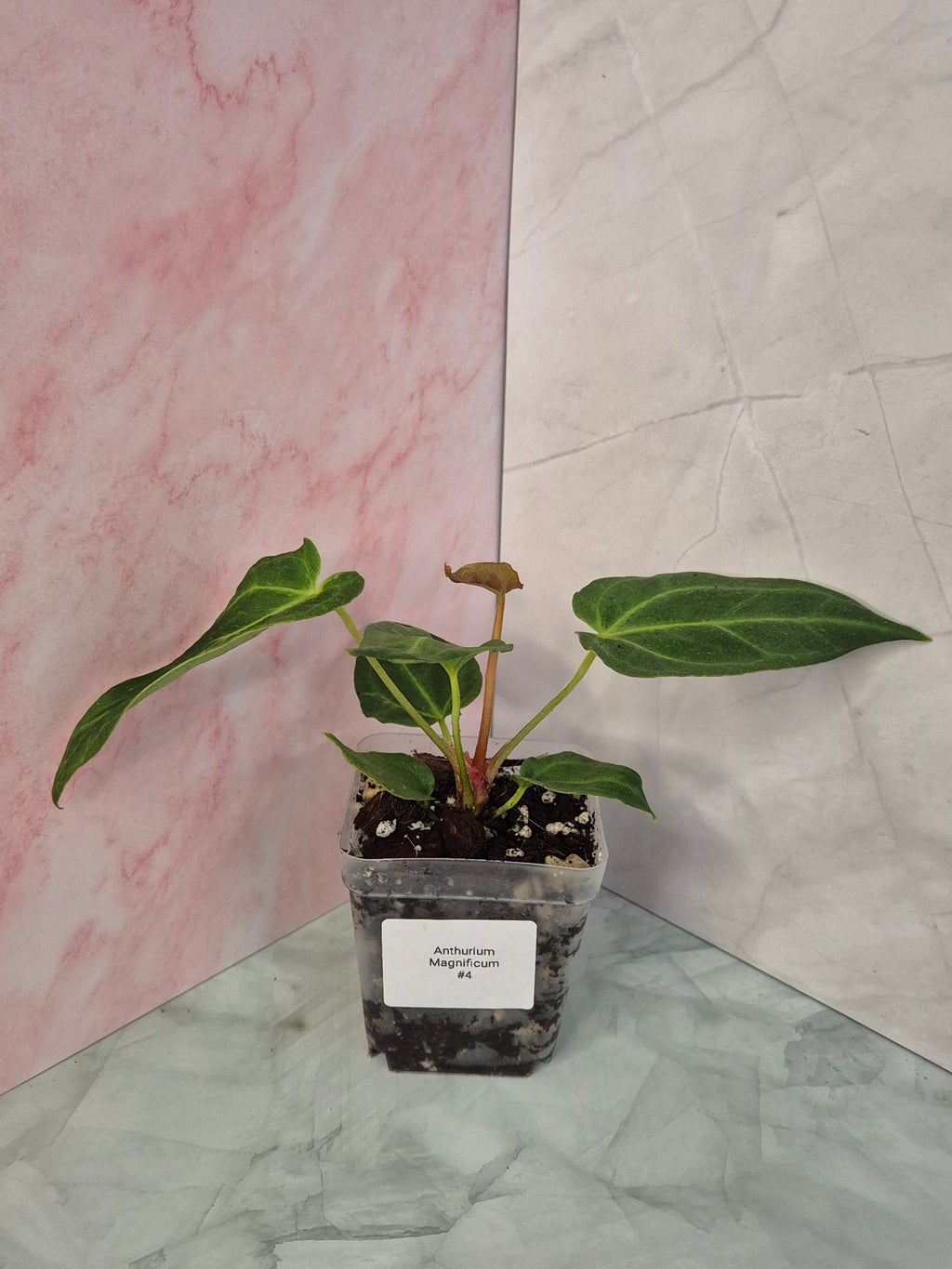 Anthurium Magnificum #4