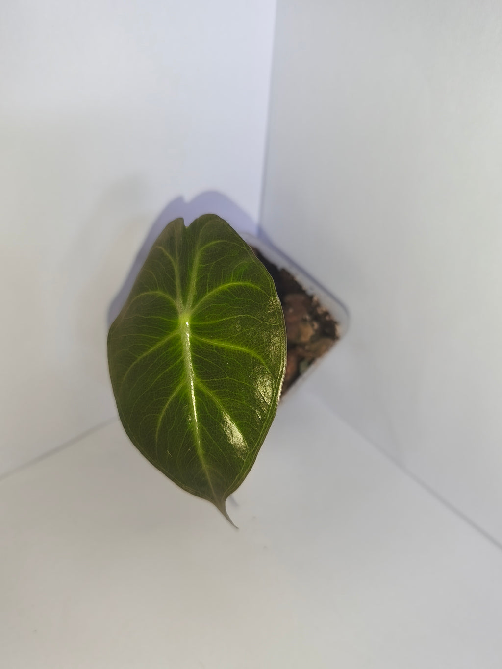 Alocasia Pink Dragon #3