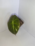 Alocasia Pink Dragon #3