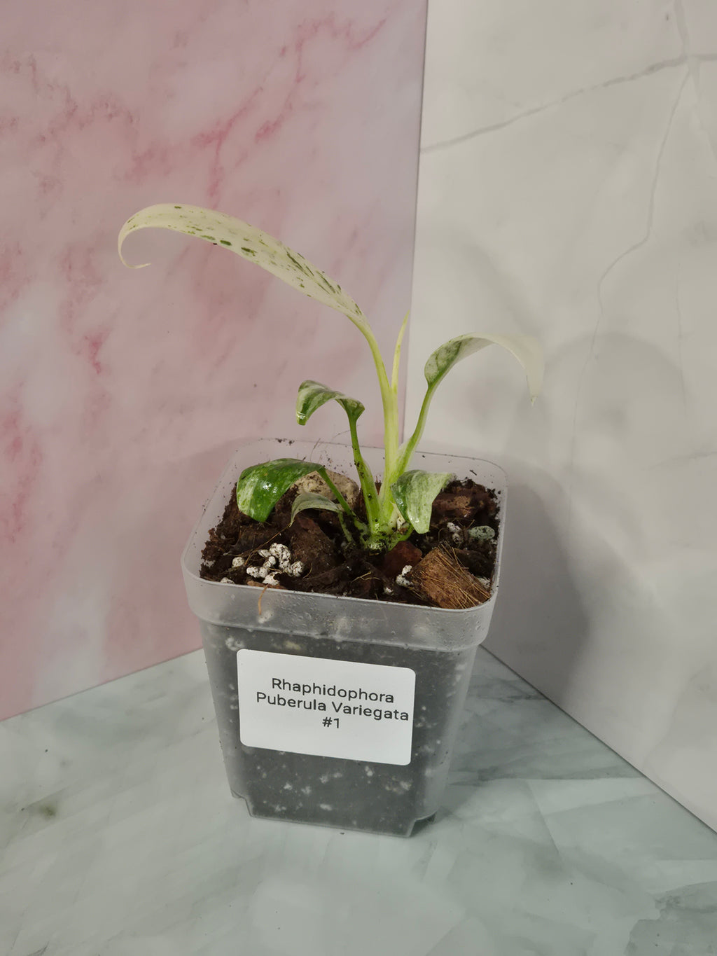 Rhaphidophora Puberula Variegata #1