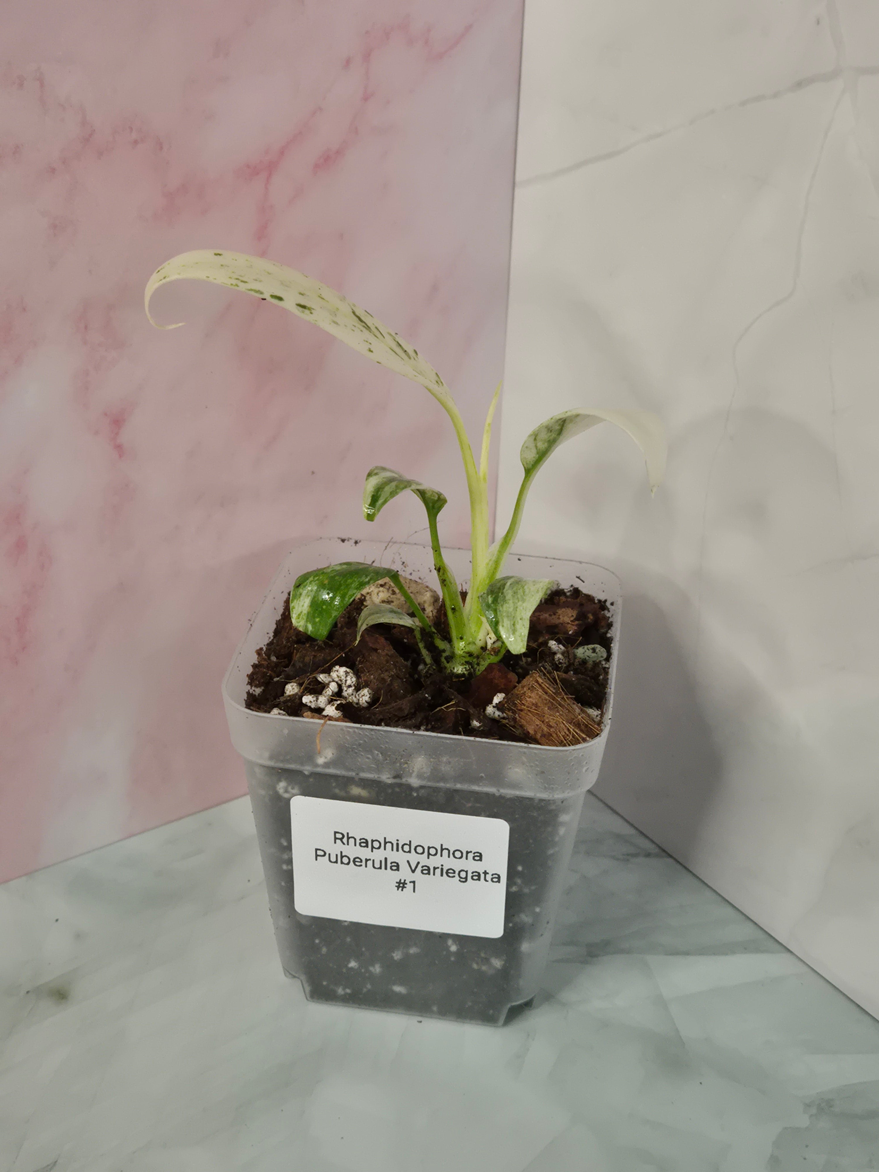 Rhaphidophora Puberula Variegata #1