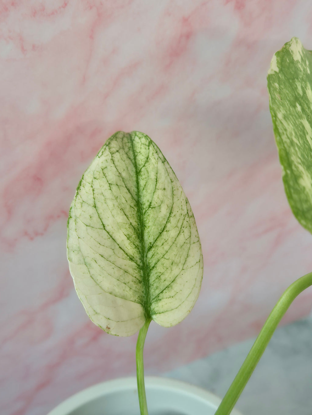 Monstera mint #1