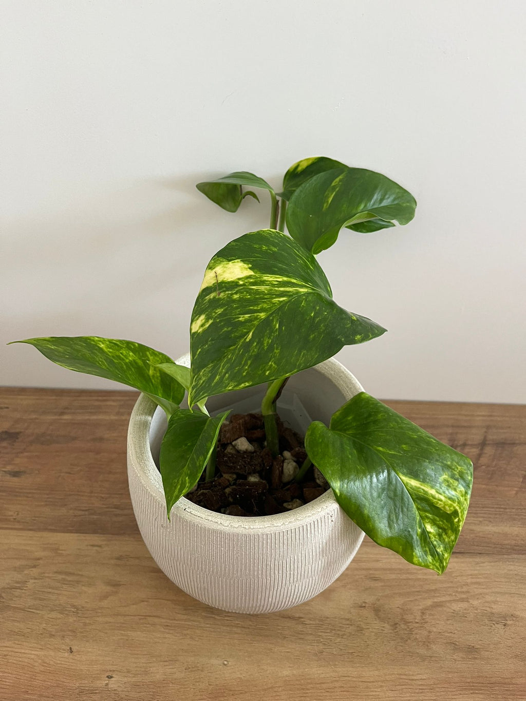 Epipremnum aureum #2