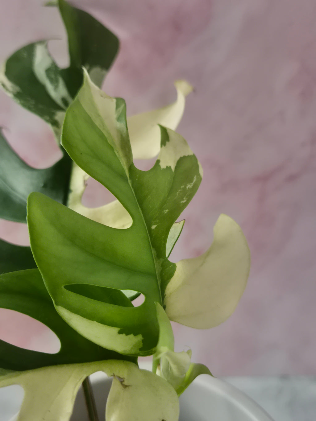 Monstera Minima Variegated #4 (Rhaphidophora Tetrasperma Variegated)
