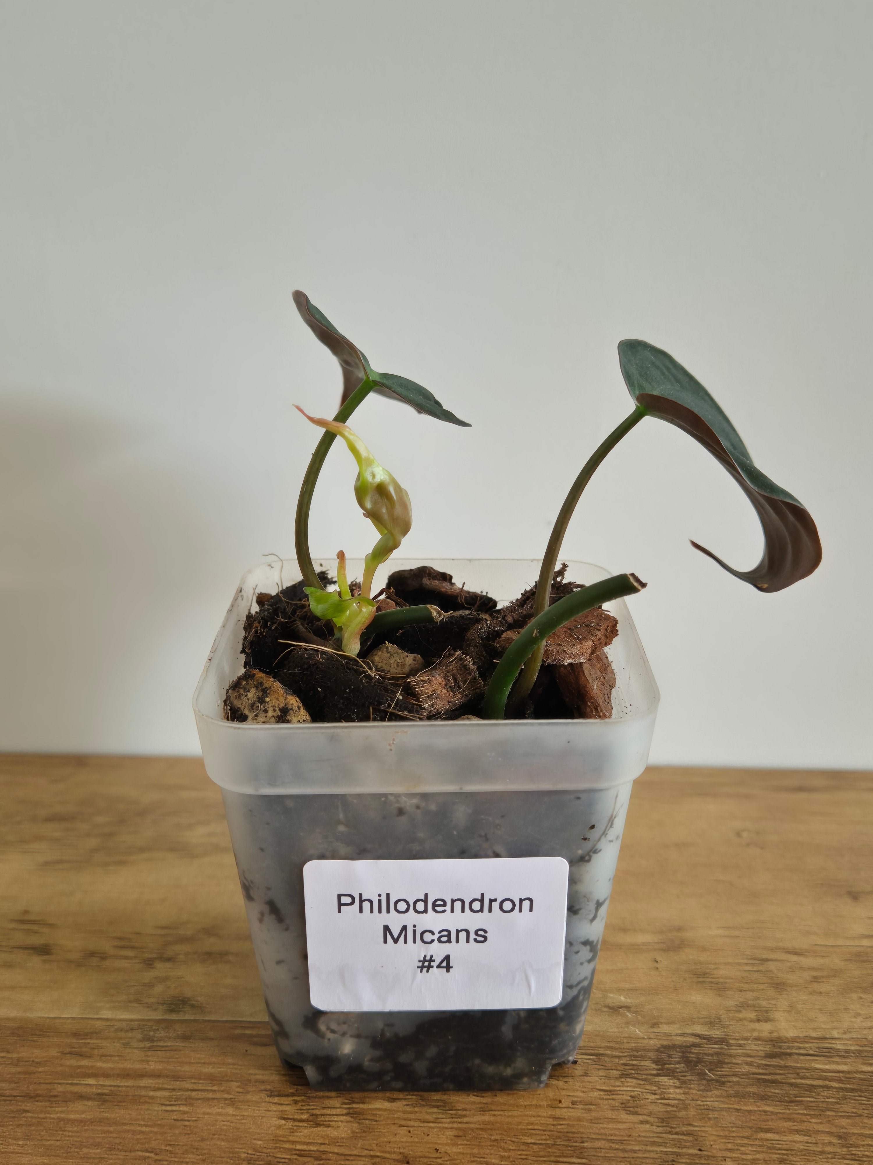 Philodendron Micans #4