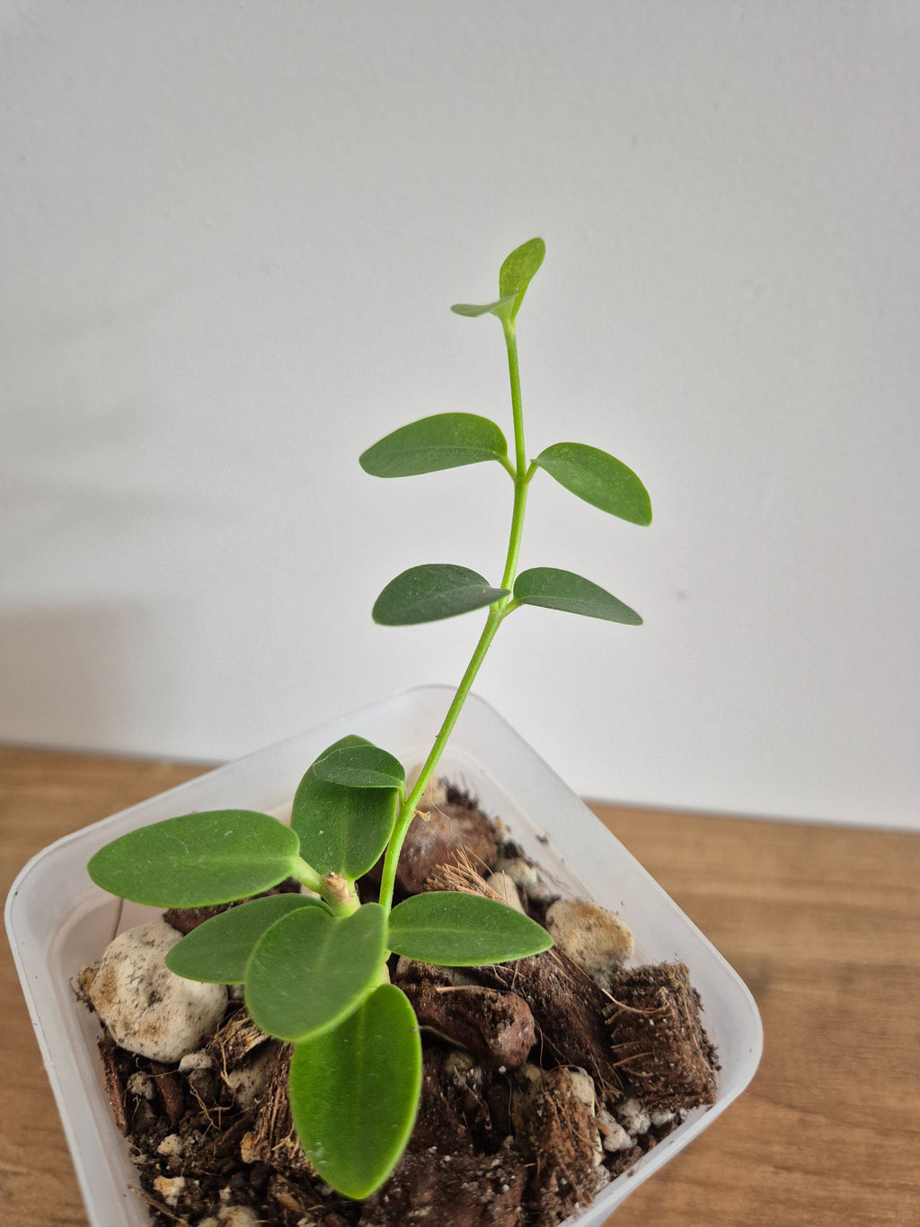 Hoya Cumingiana #4