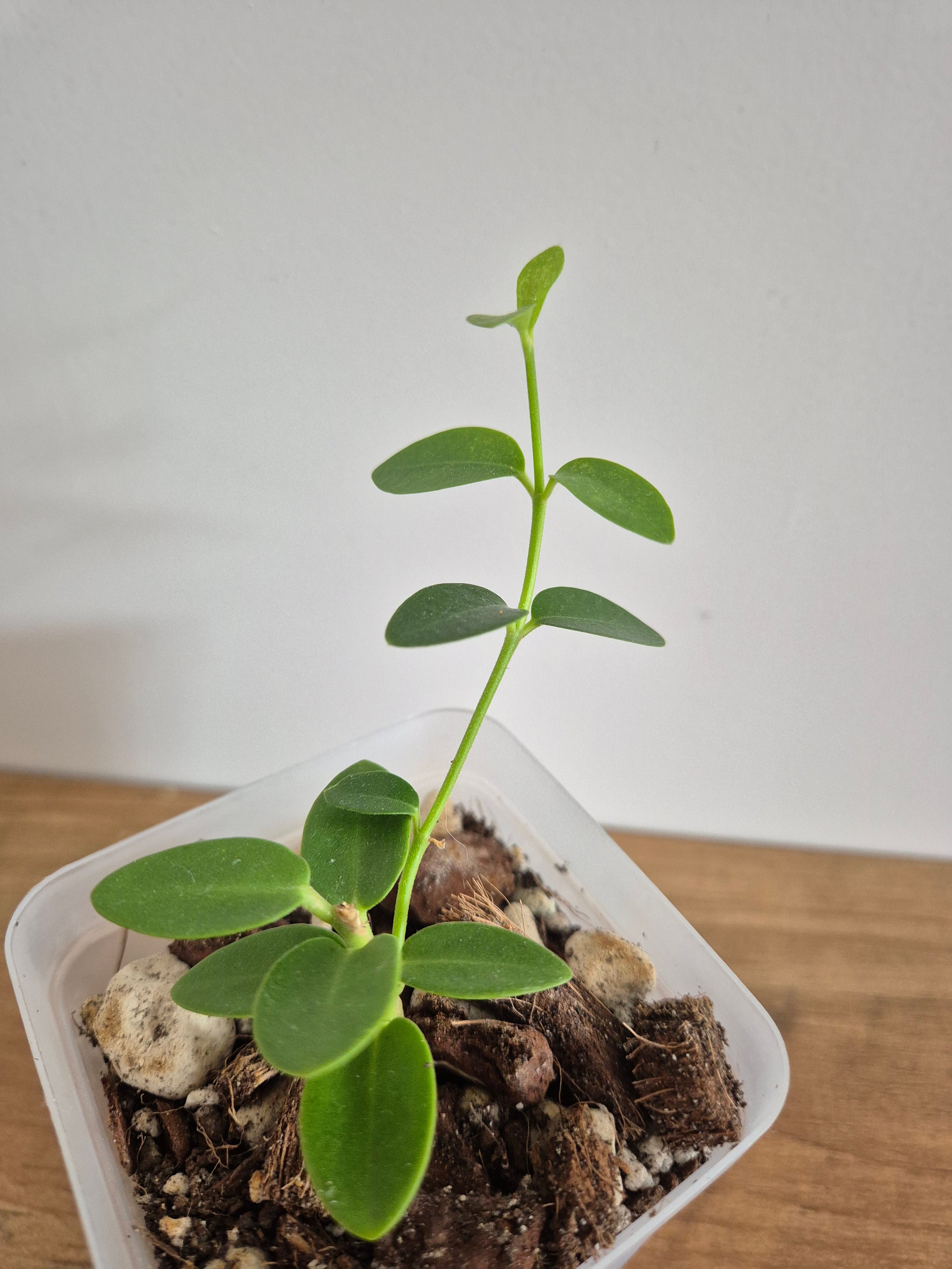 Hoya Cumingiana #4