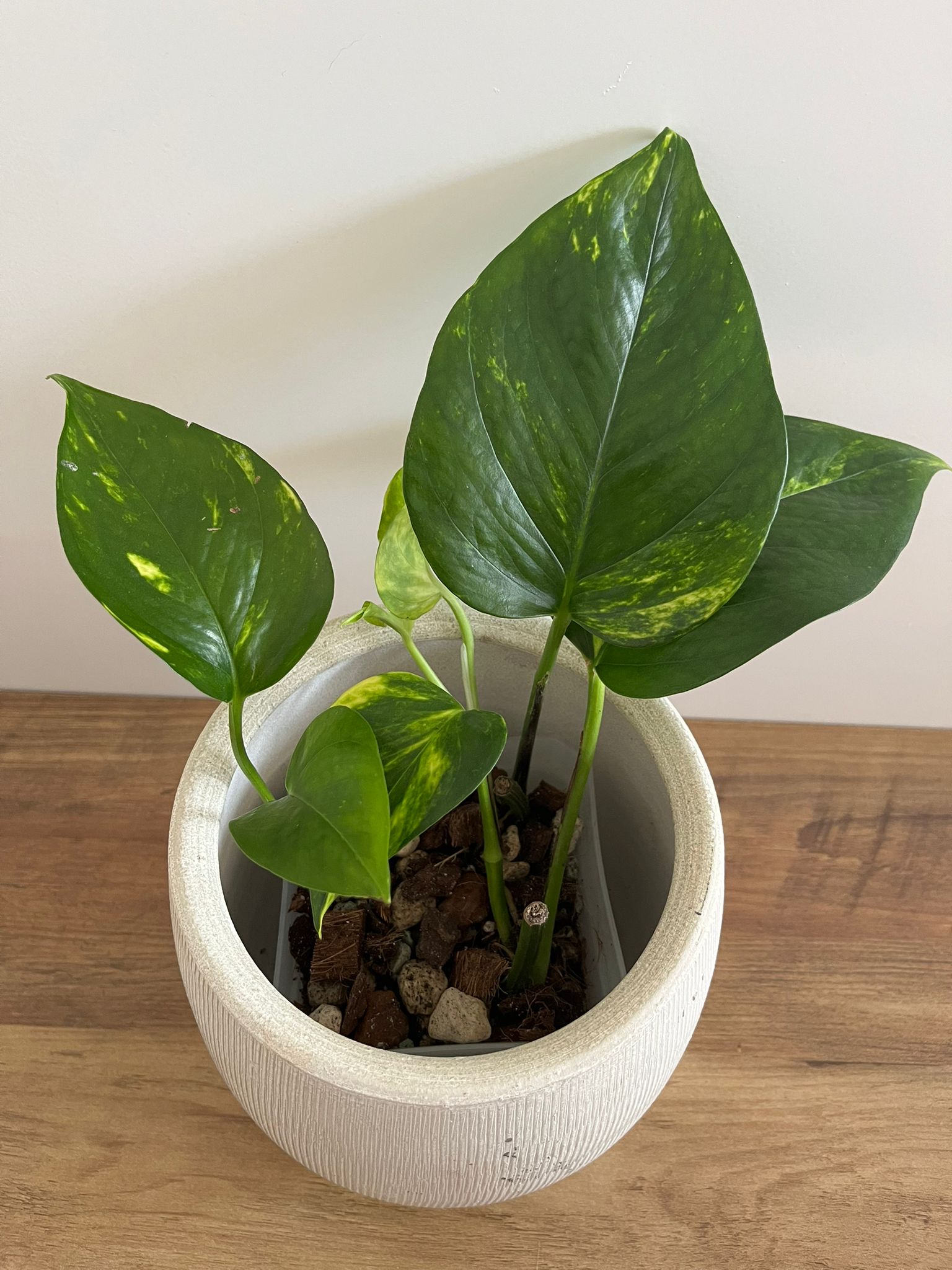 Epipremnum aureum #3