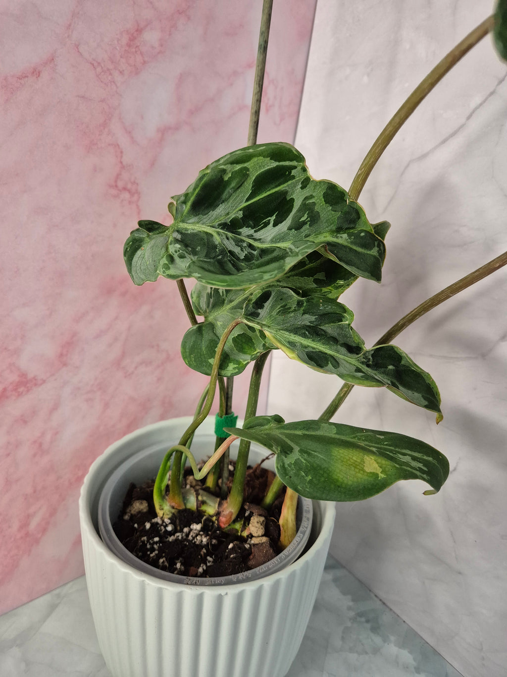 Philodendron Gloriosum Snow Leopard #2