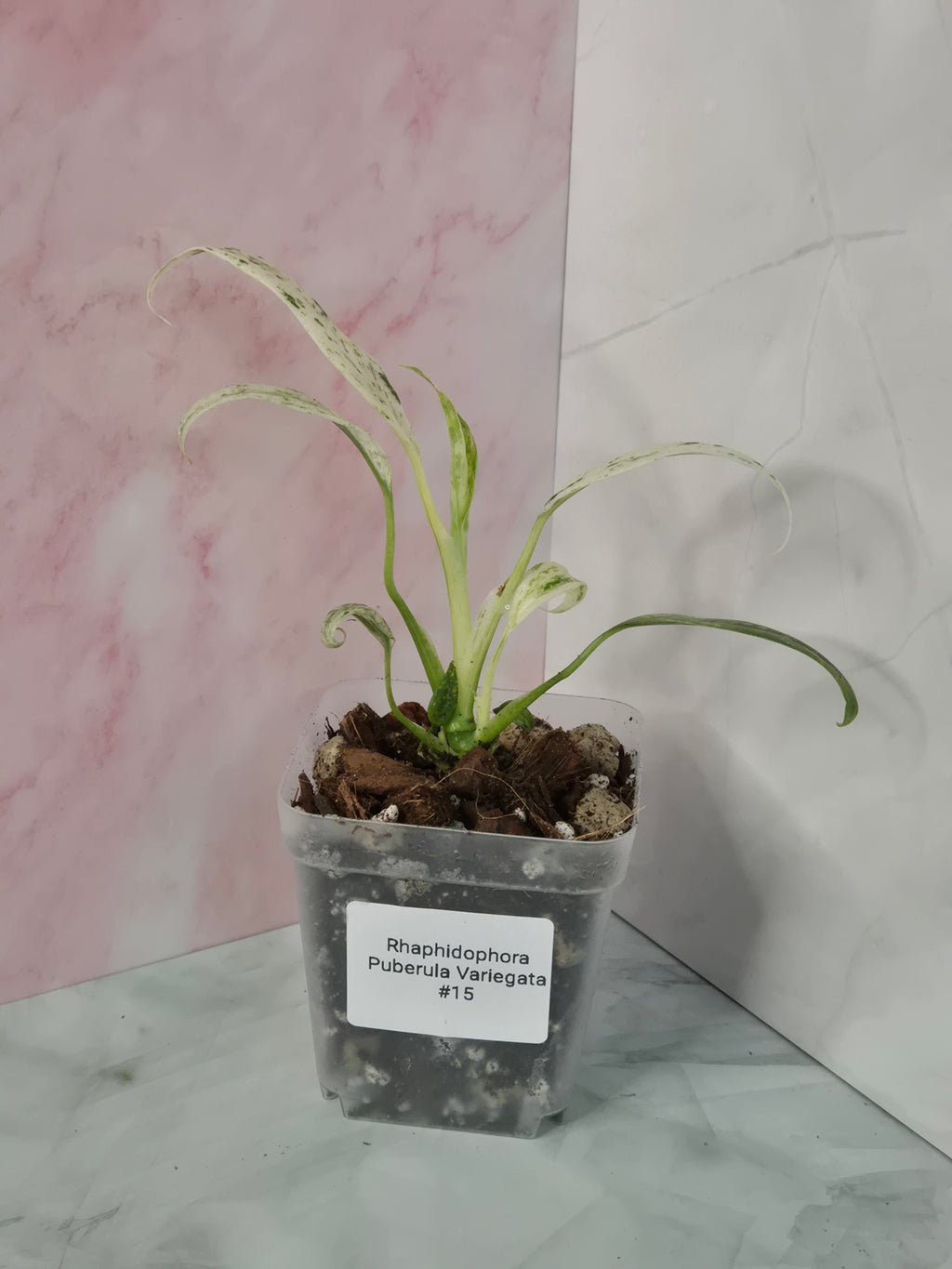 Rhaphidophora Puberula Variegata #15