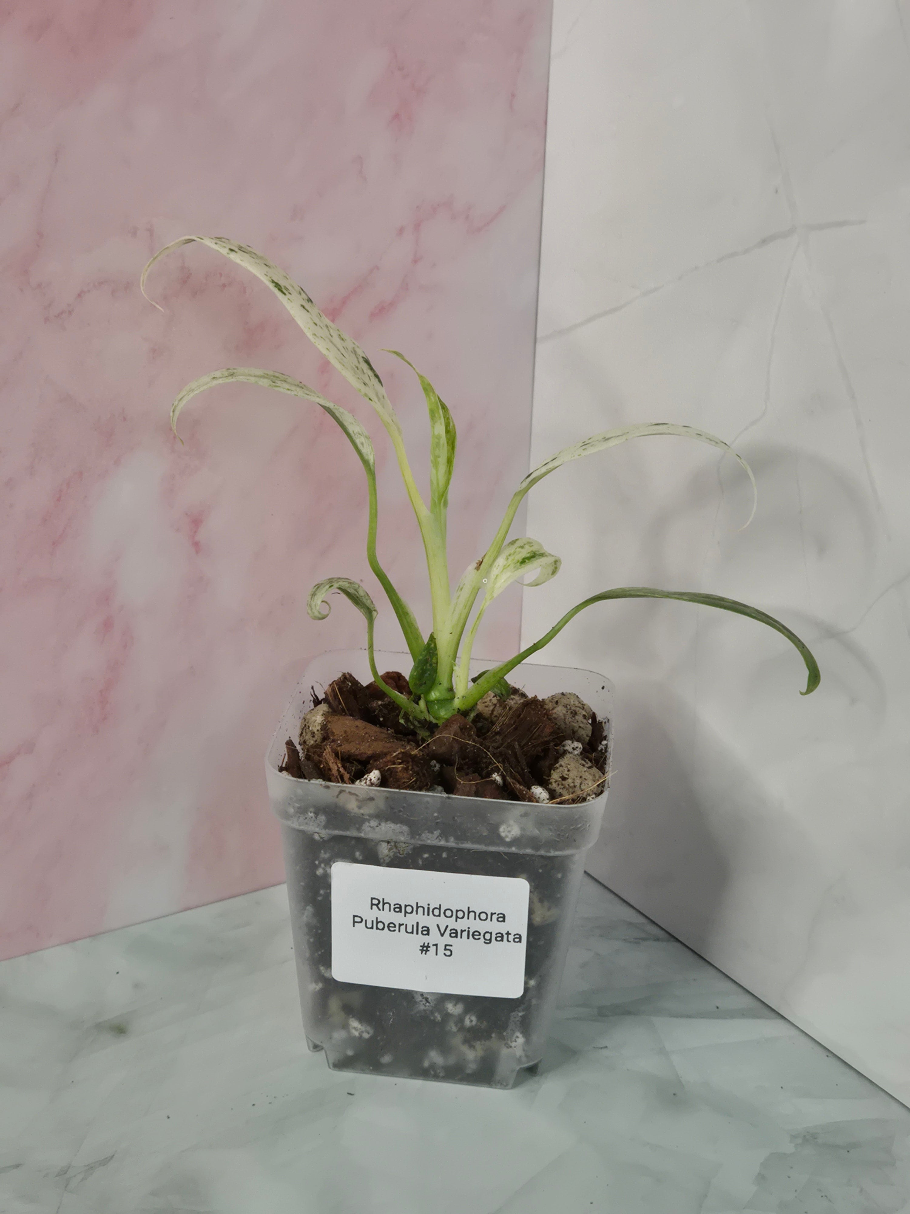Rhaphidophora Puberula Variegata #15