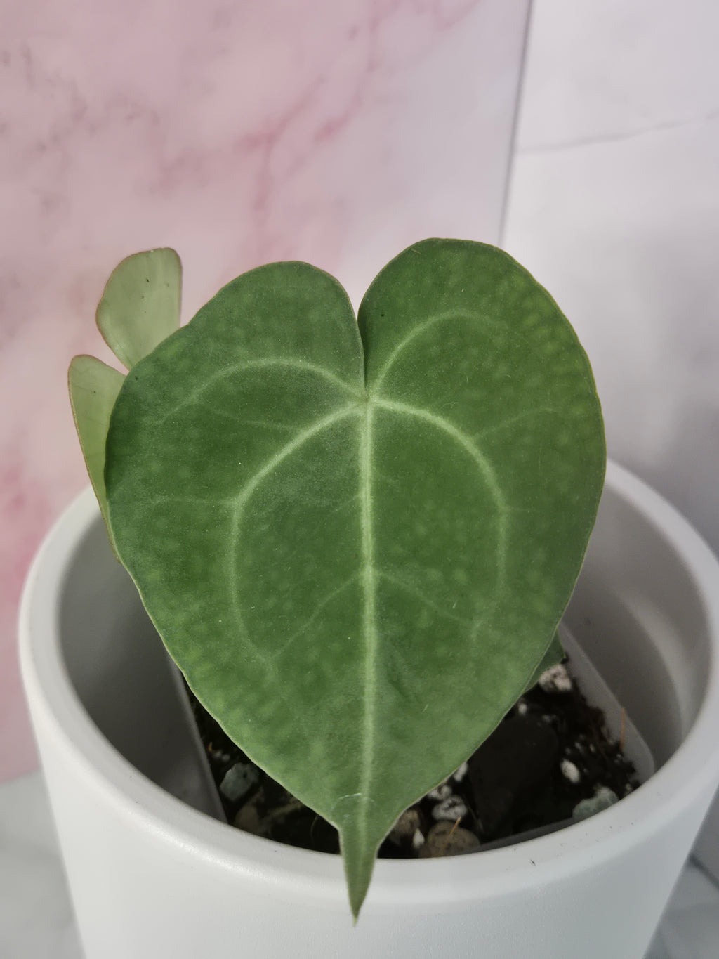 Anthurium Clarinervium #5