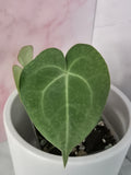 Anthurium Clarinervium #5
