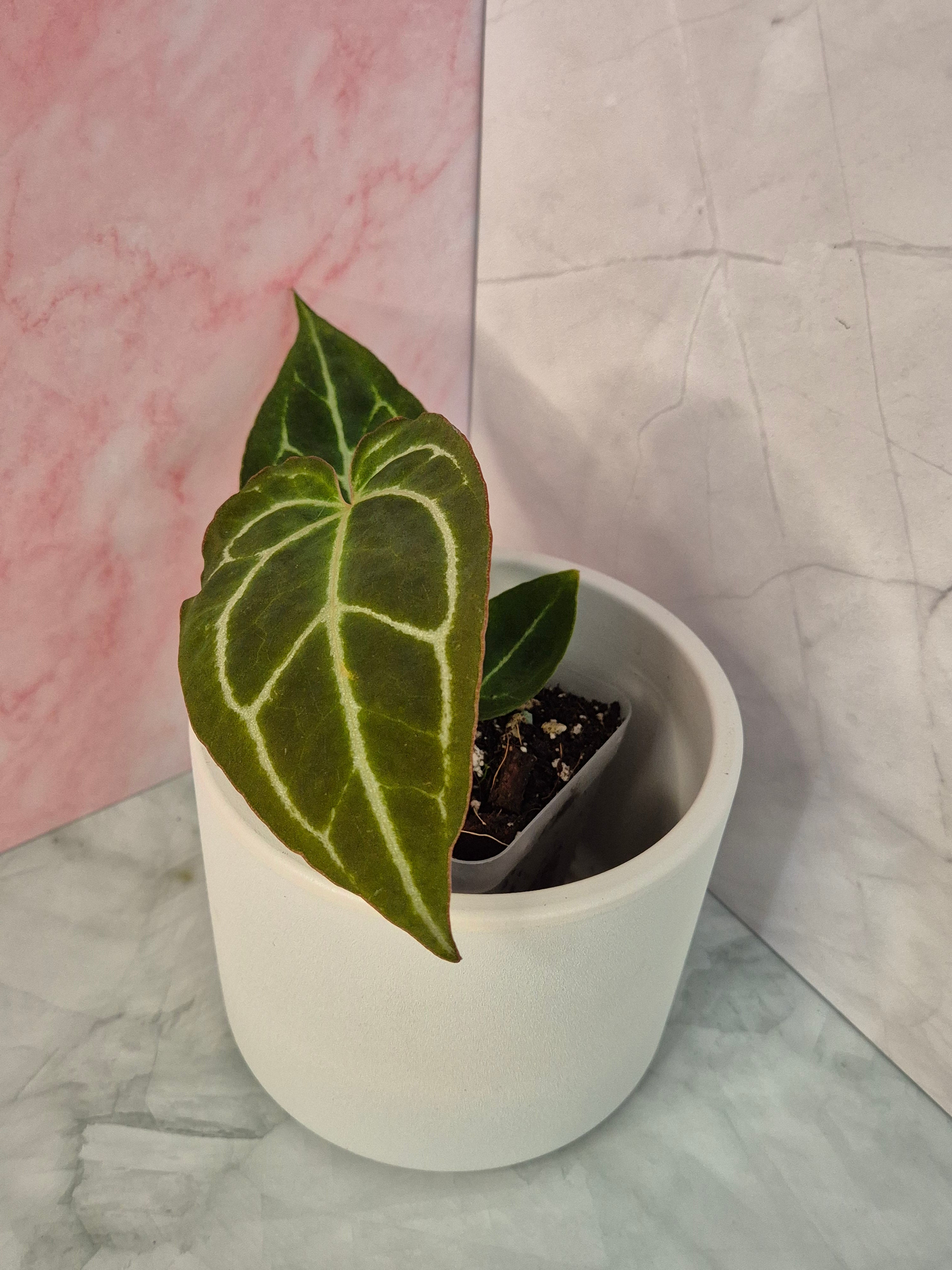 Anthurium Crystallinum x Magnificum #4