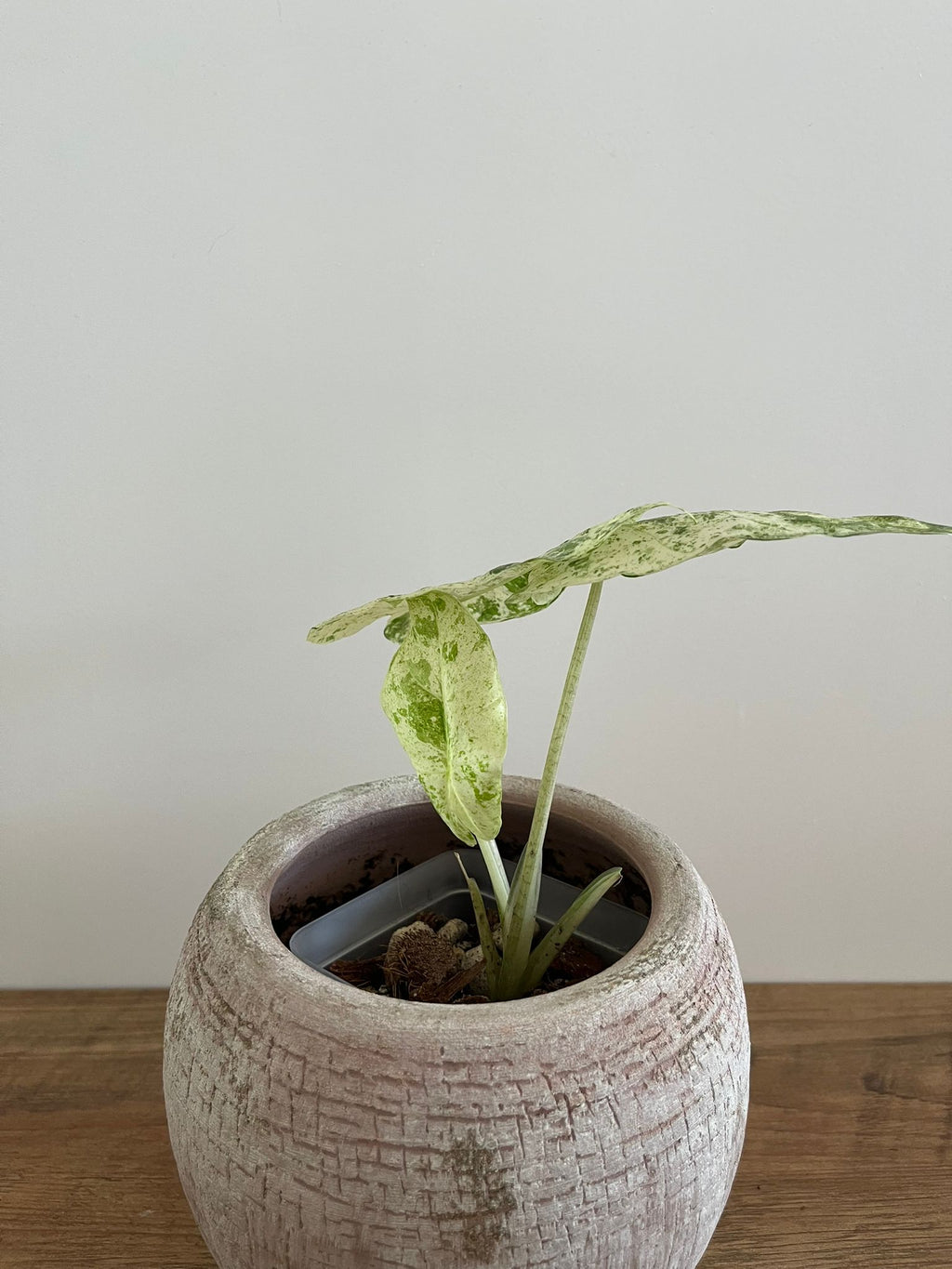 Alocasia Macrorrhiza Splash #8