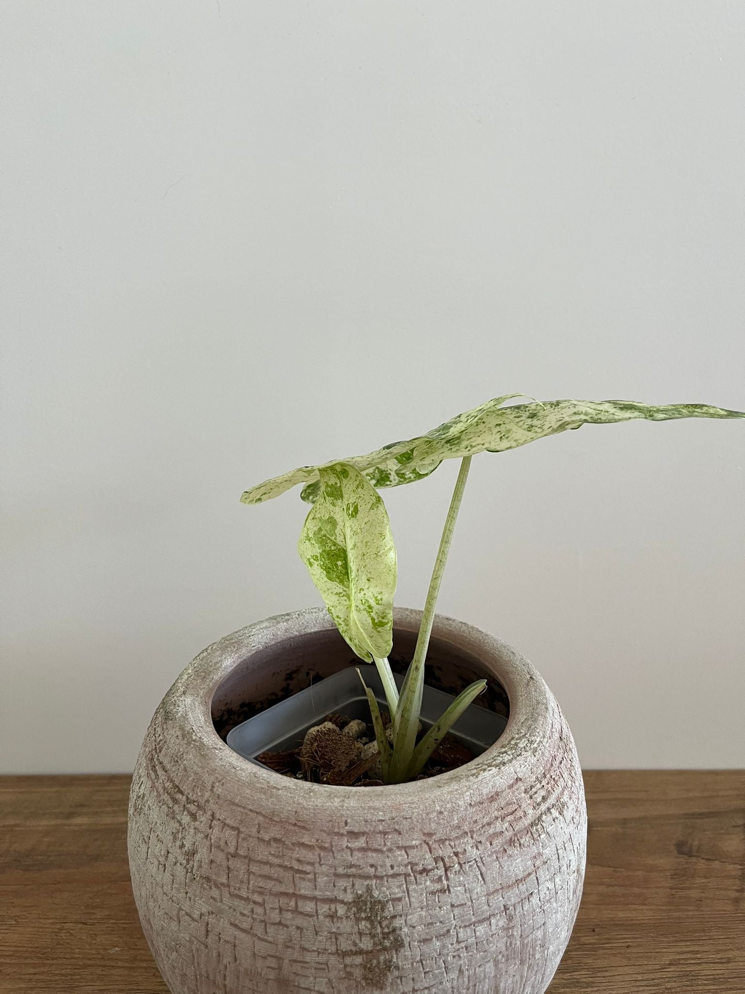 Alocasia Macrorrhiza Splash #8