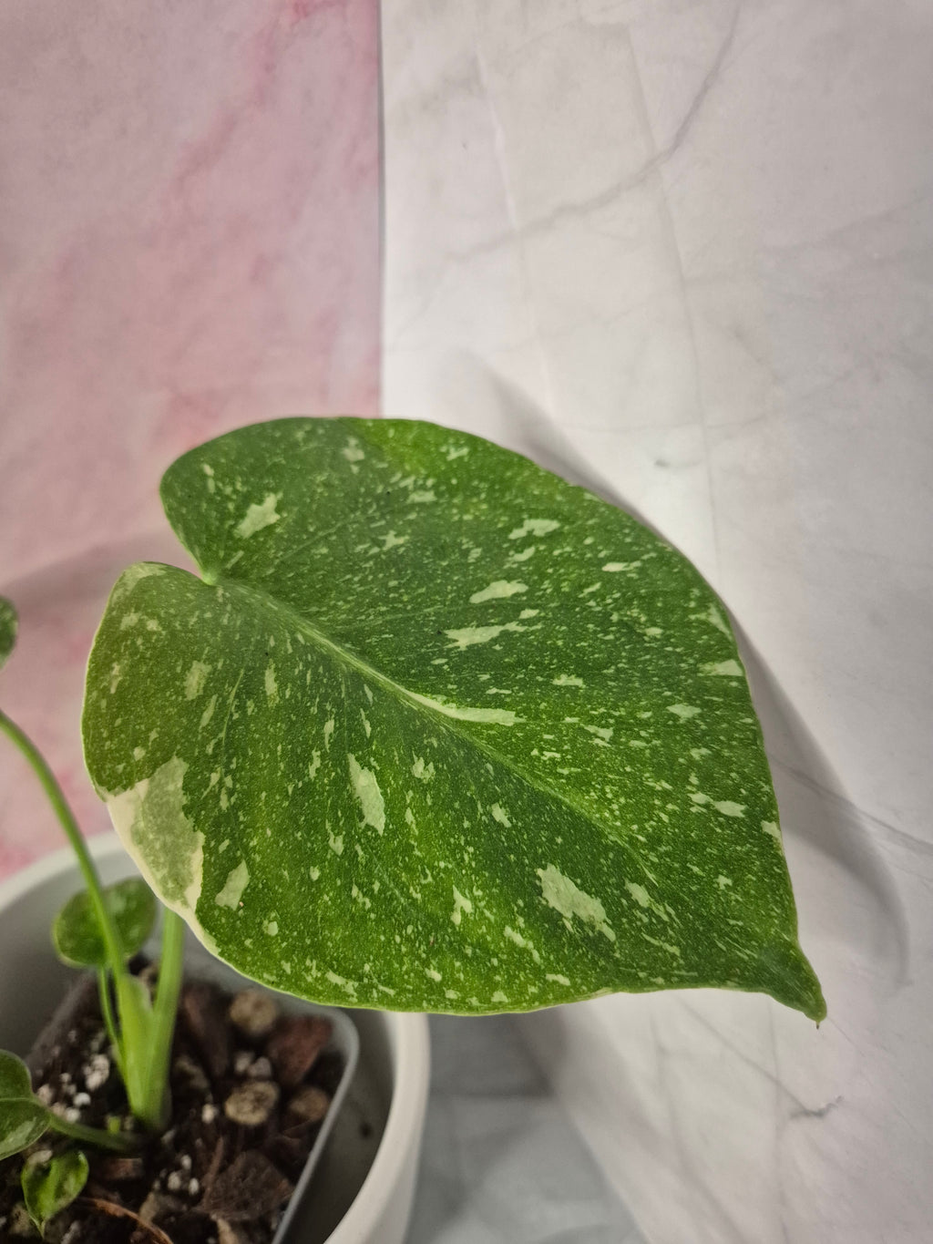Monstera Thai Constellation #18