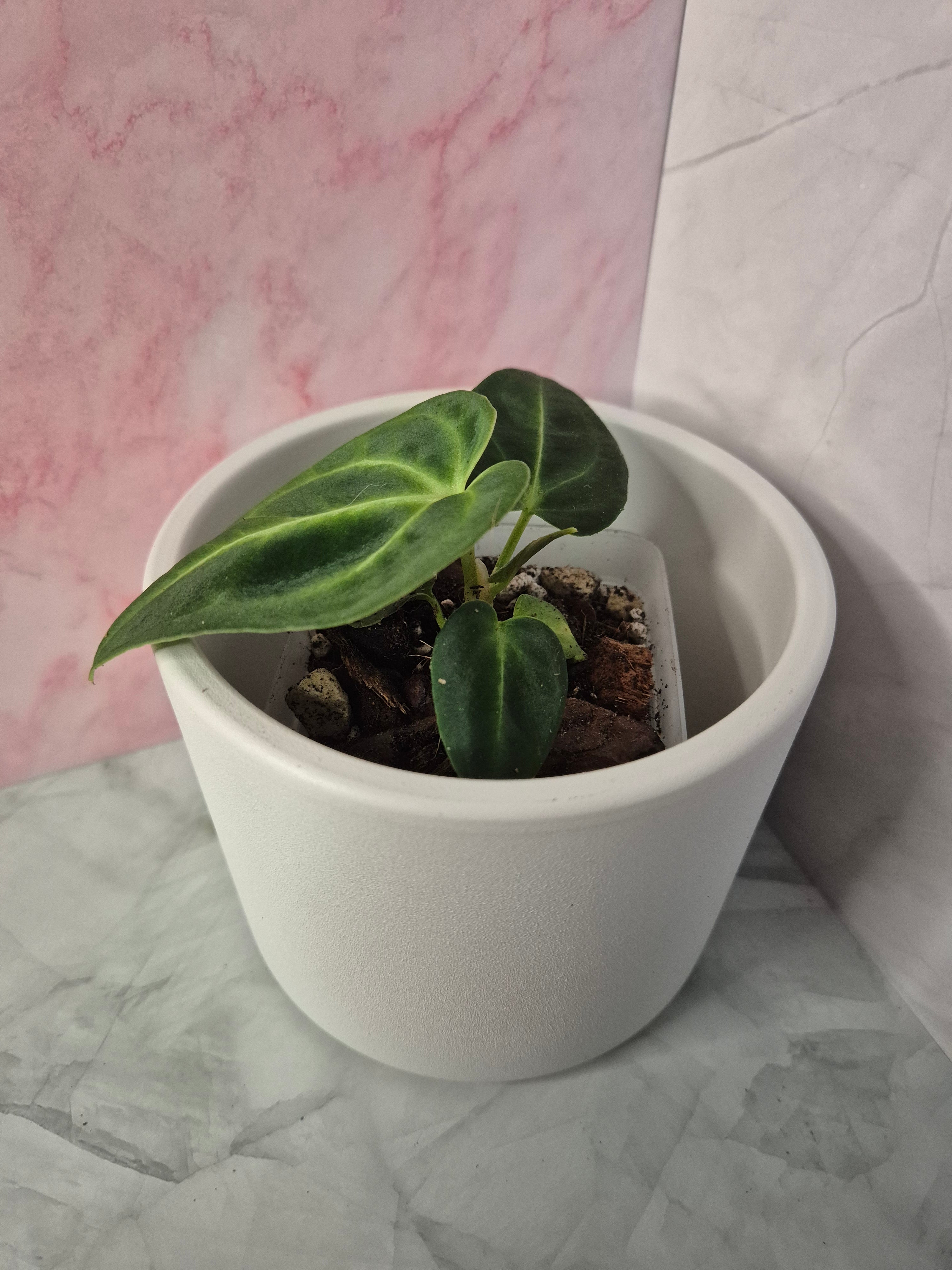 Anthurium Regale #5