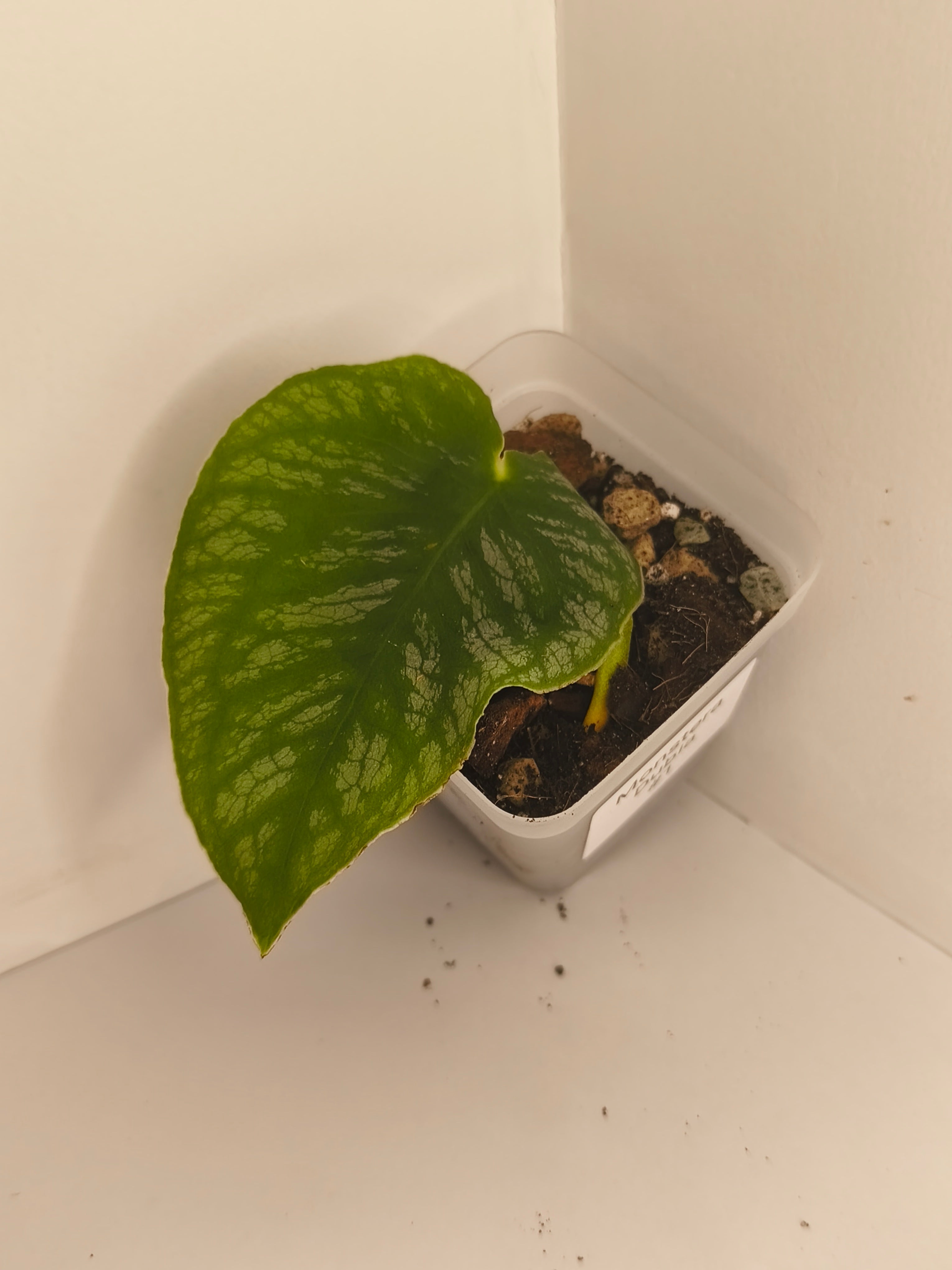 Monstera Dubia #1