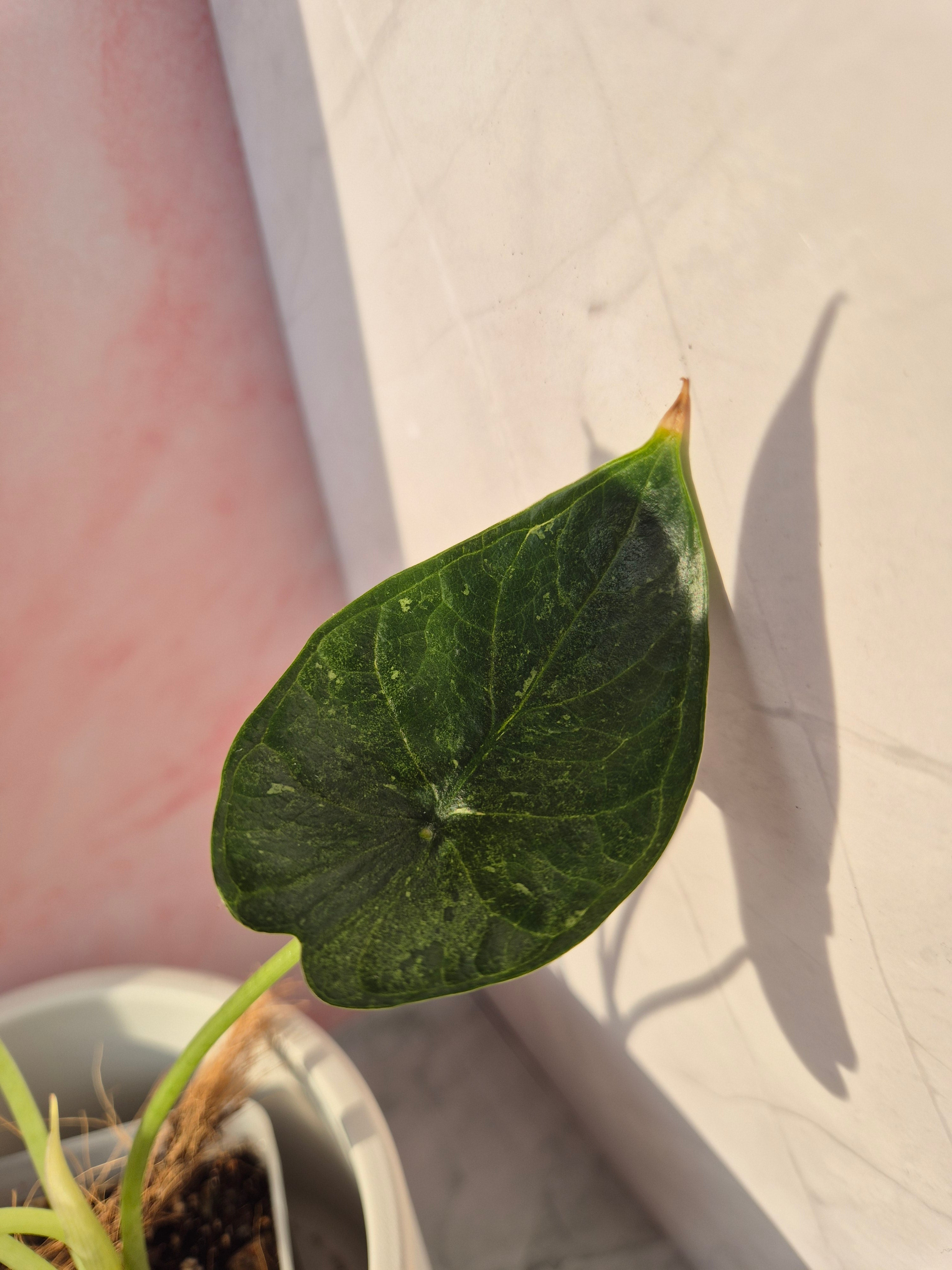 Alocasia Dragon Scale mint #2