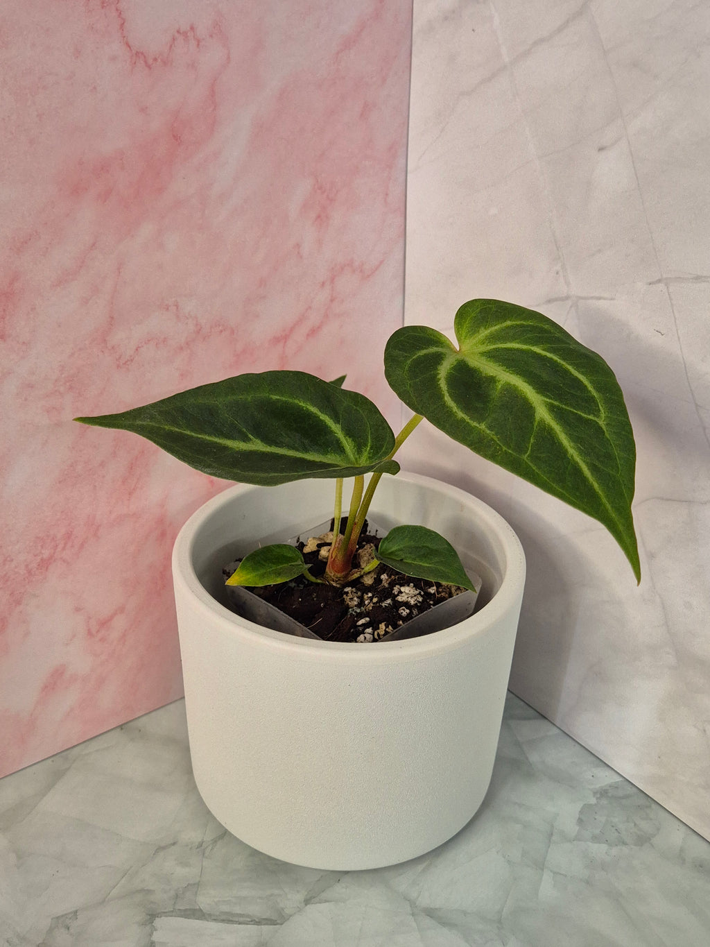 Anthurium Magnificum #1