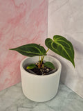 Anthurium Magnificum #1